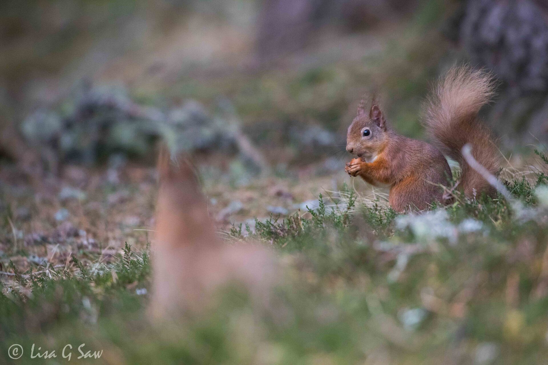 Two Red Squirrels on ground eating nut