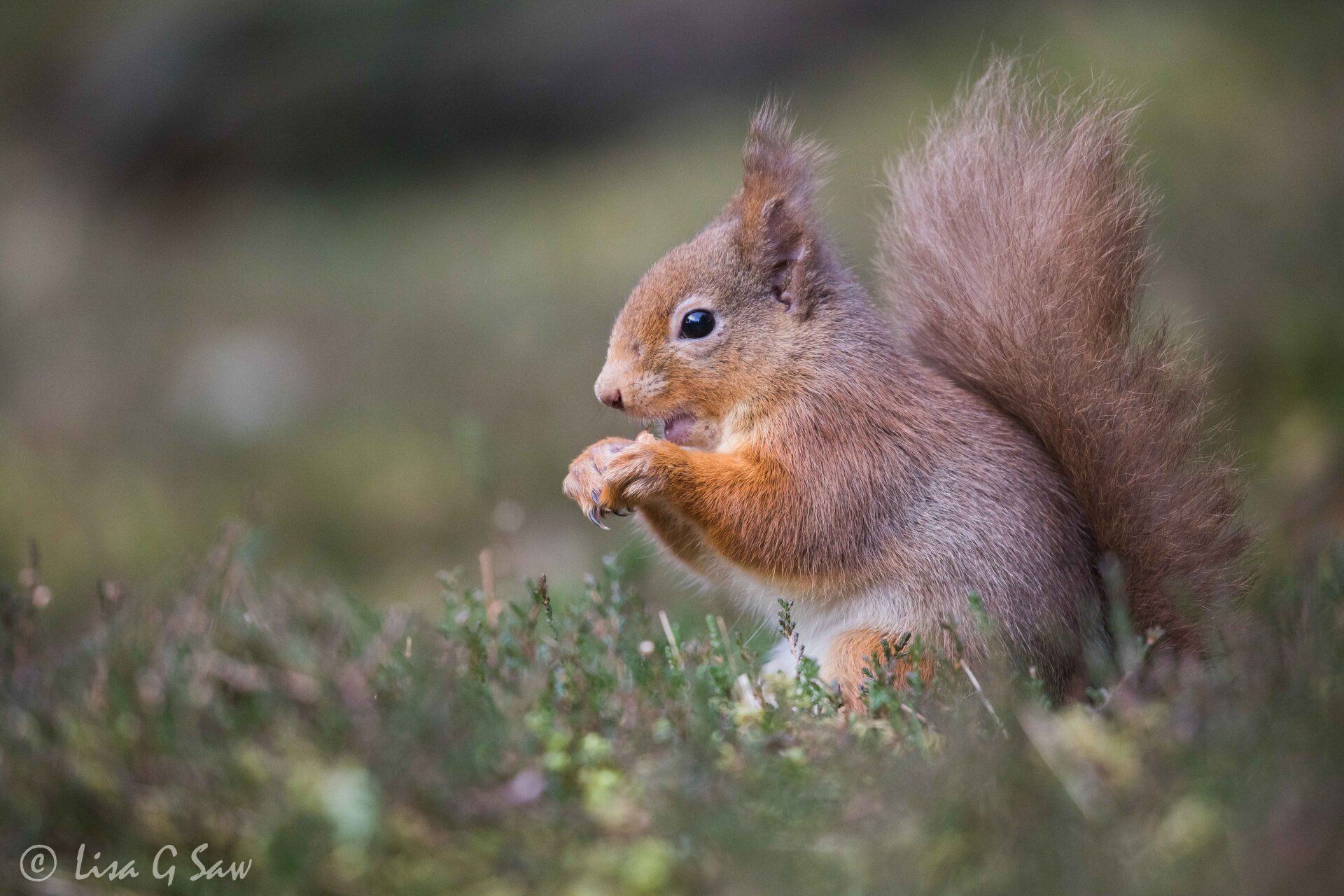 Red Squirrel close up eating