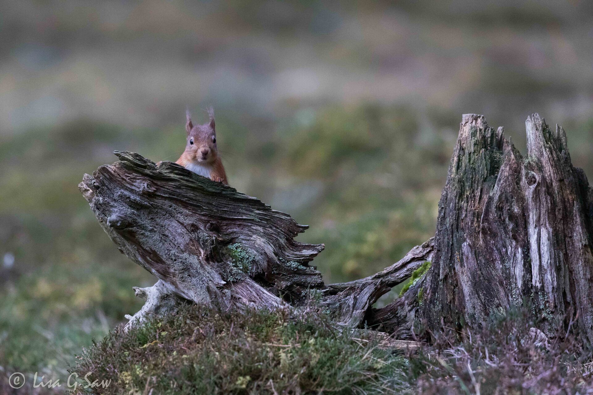 Red Squirrel peering up from behind tree stump