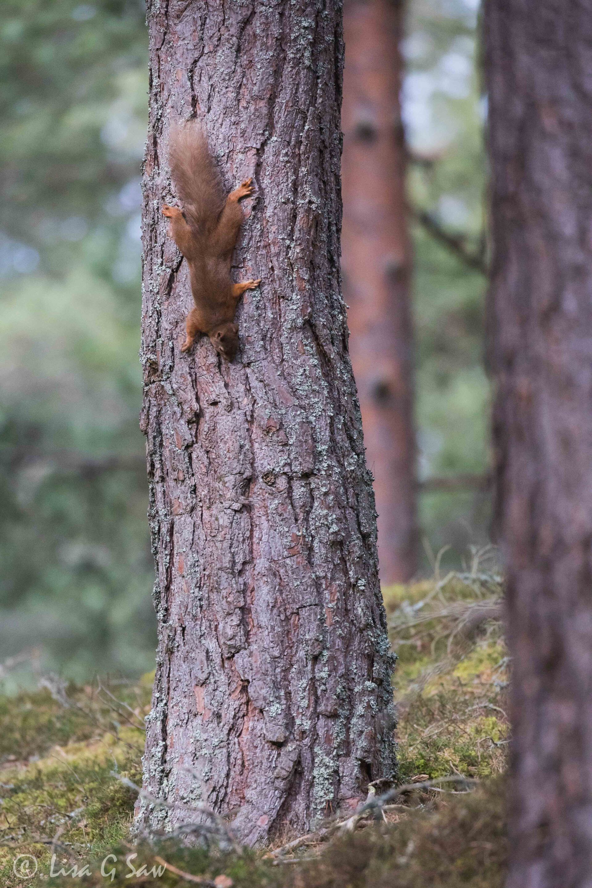 Red Squirrel climbing down a pine tree