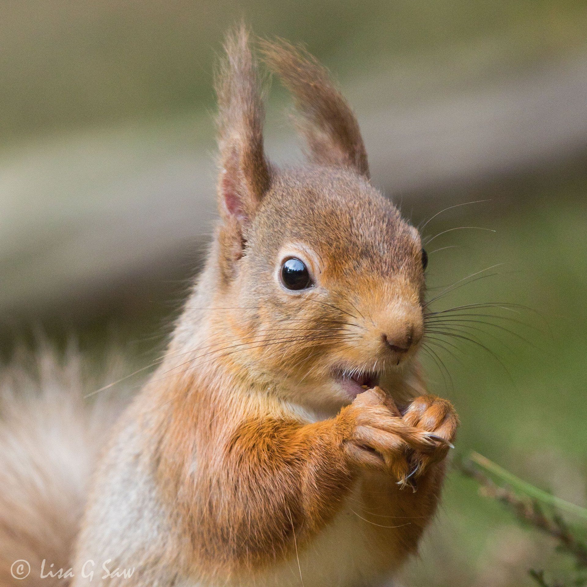 Red Squirrel close up eating nut