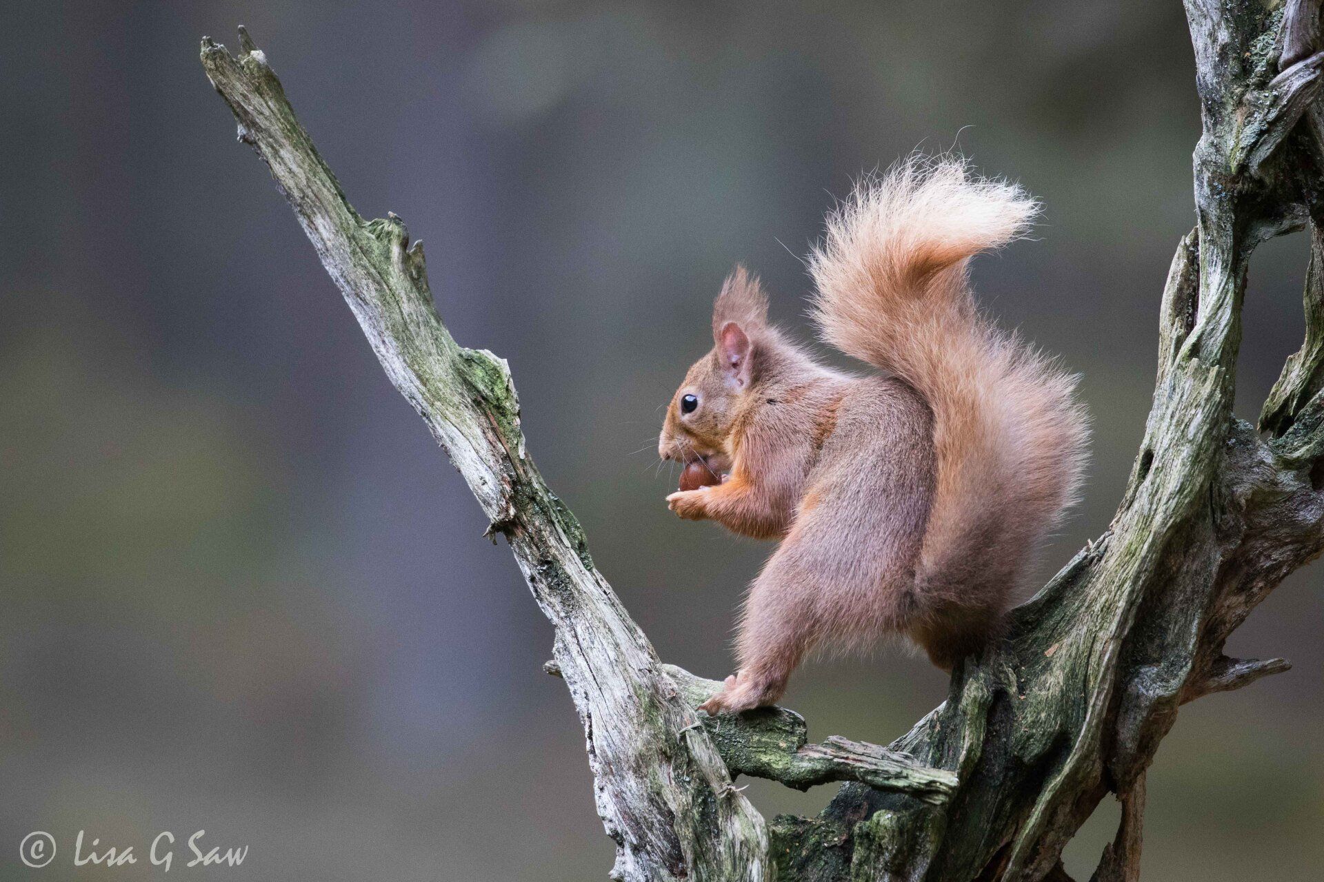 Red Squirrel standing on a branch eating nut