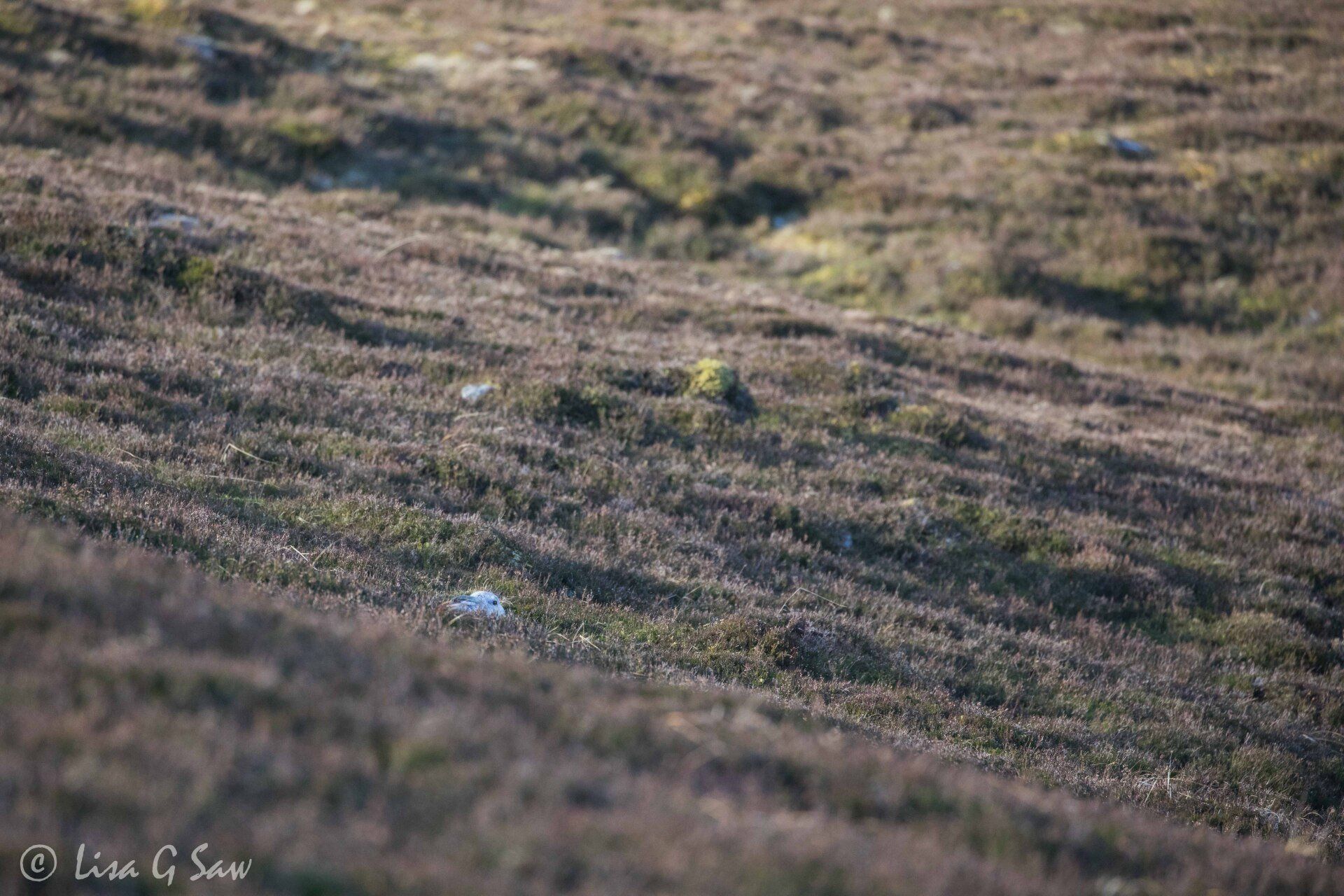 White Mountain Hare in winter pelage hiding in heather