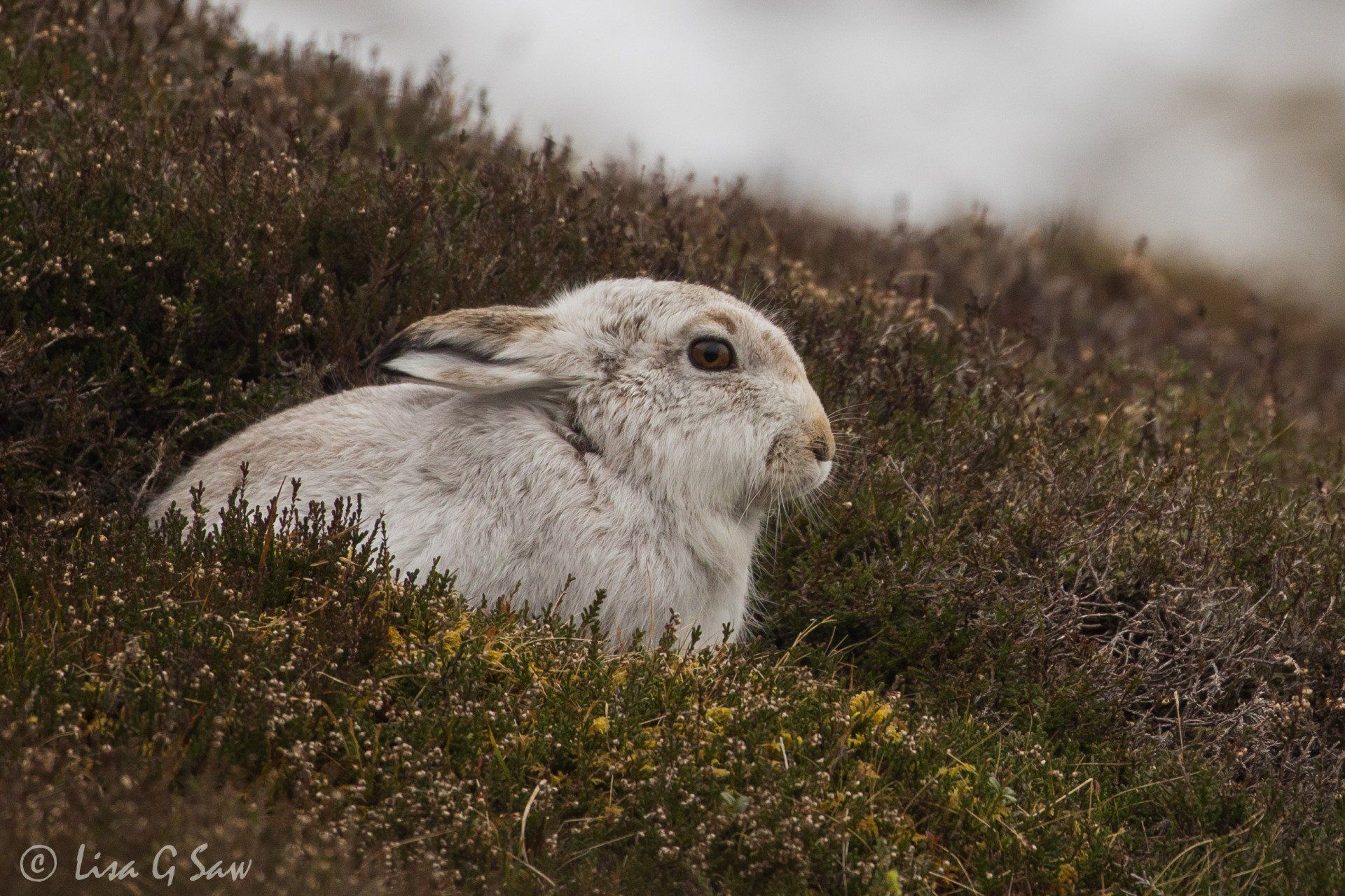 Close up of white Mountain Hare in winter pelage in heather