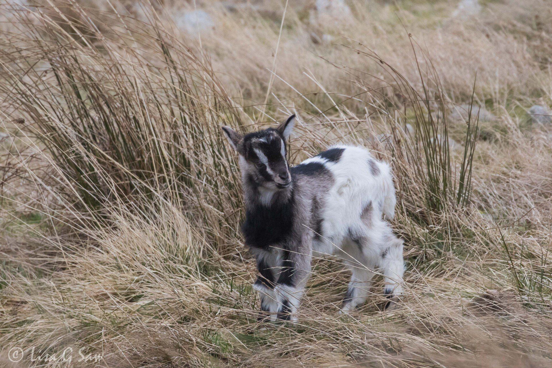 Long-Horned Mountain Goat Kid