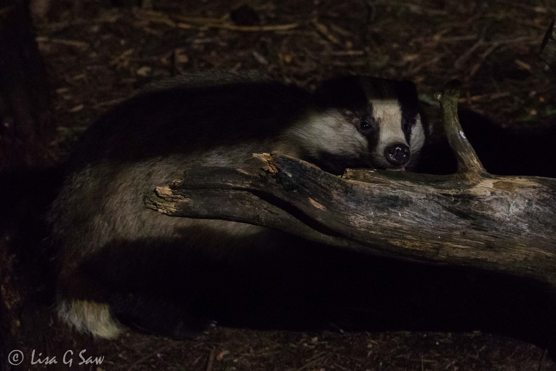 Badger licking log at night