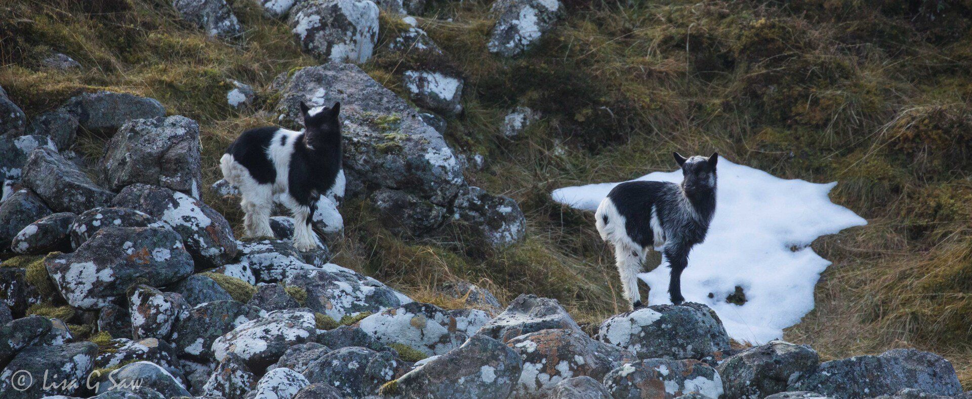 Twin Long-Horned Mountain Goats on rock wall