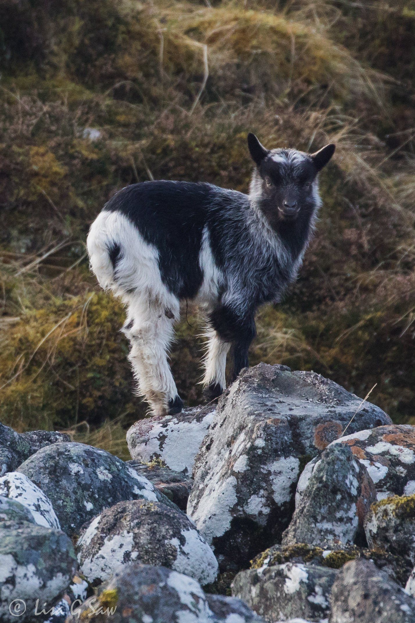 Long-Horned Mountain Goat Kid on rock wall