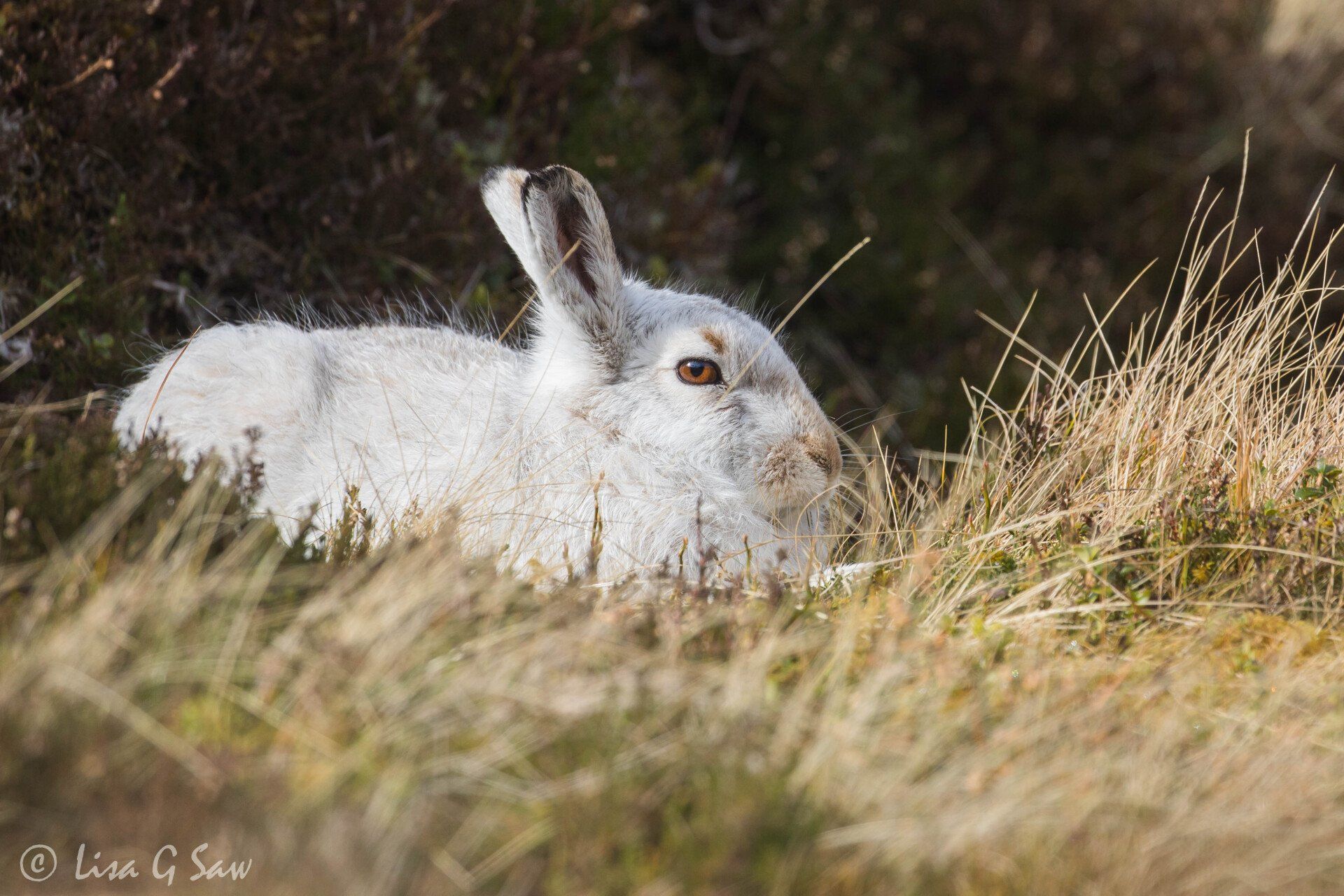 Close up of white Mountain Hare in winter pelage in grass