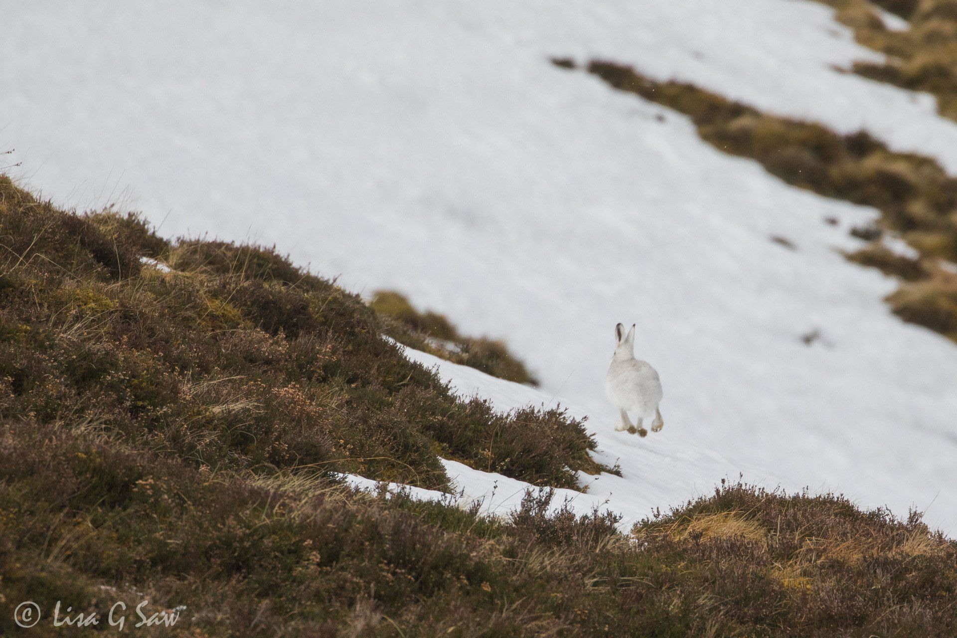 White Mountain Hare in winter pelage bounding away over snow