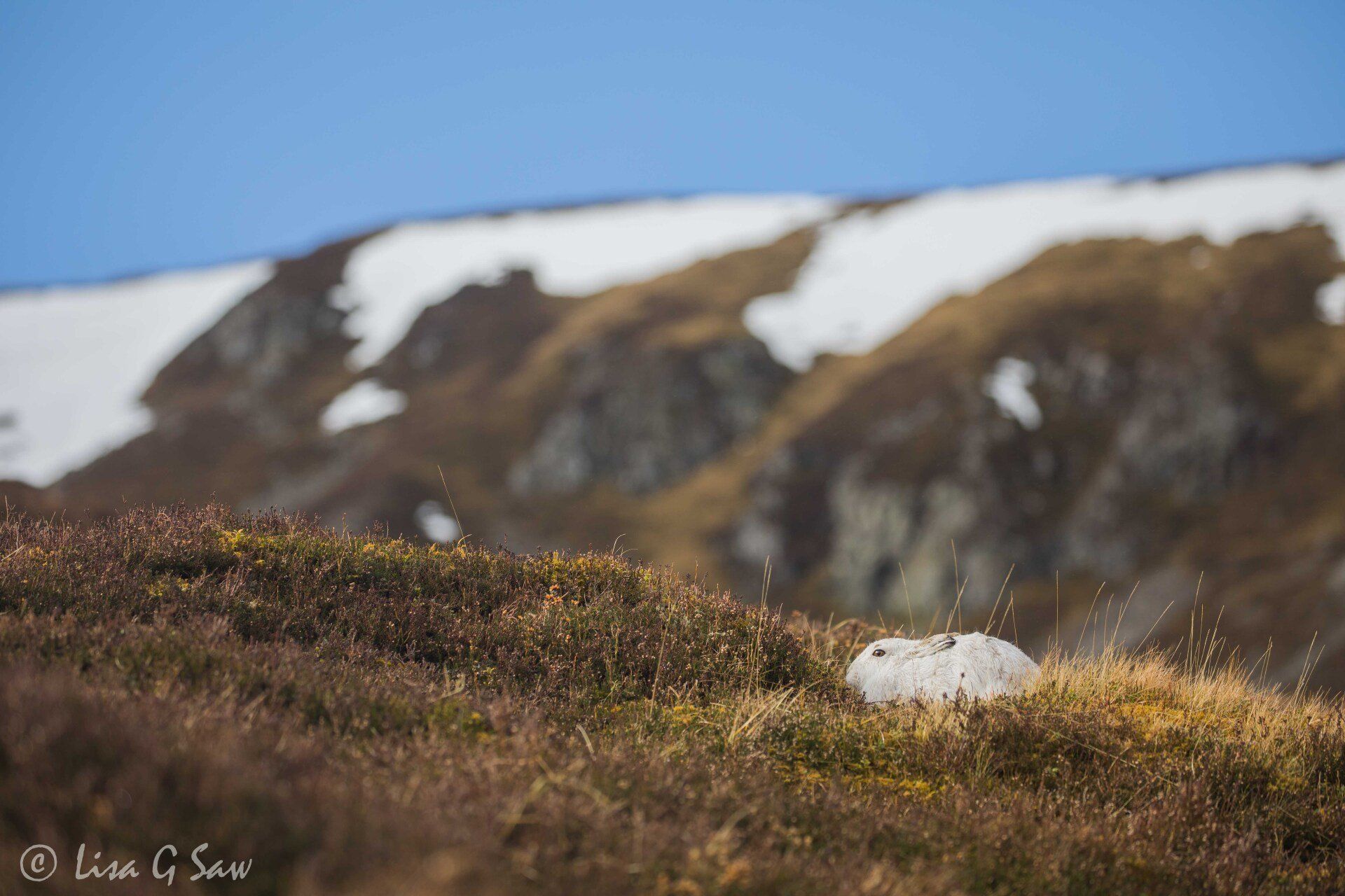 White Mountain Hare in winter pelage hunkered down