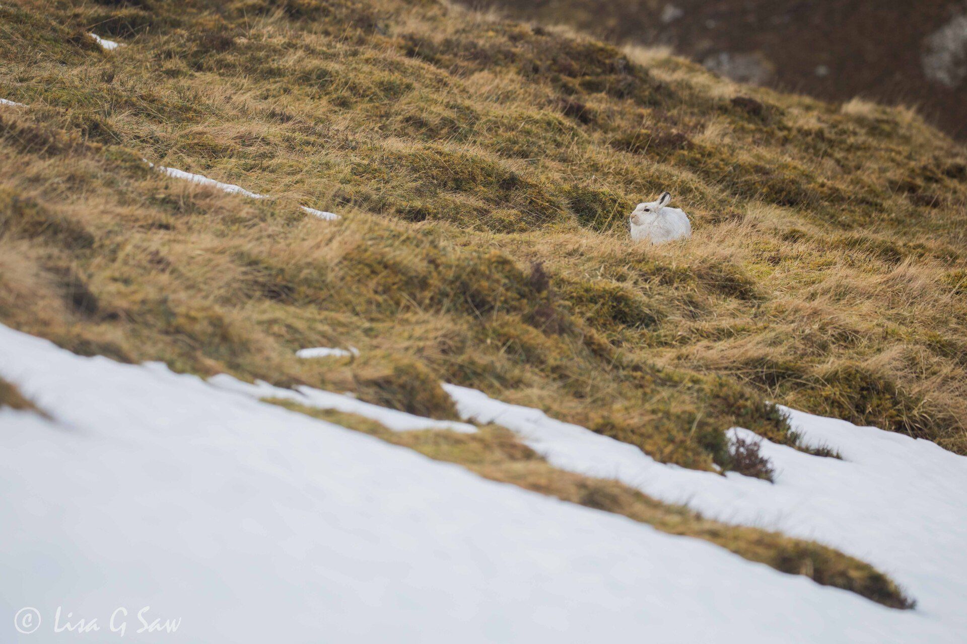 White Mountain Hare in winter pelage with snow patches