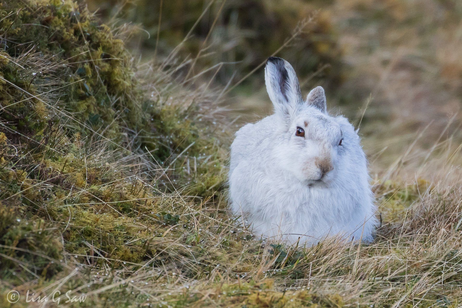 White Mountain Hare in winter pelage looking at camera