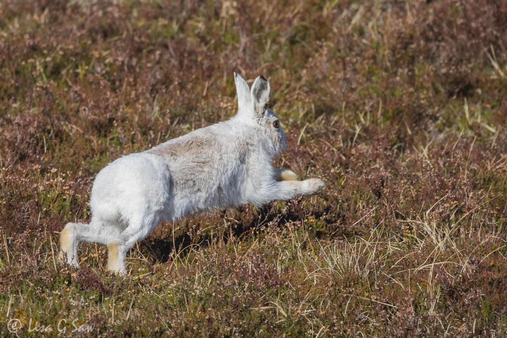 White Mountain Hare in winter pelage running