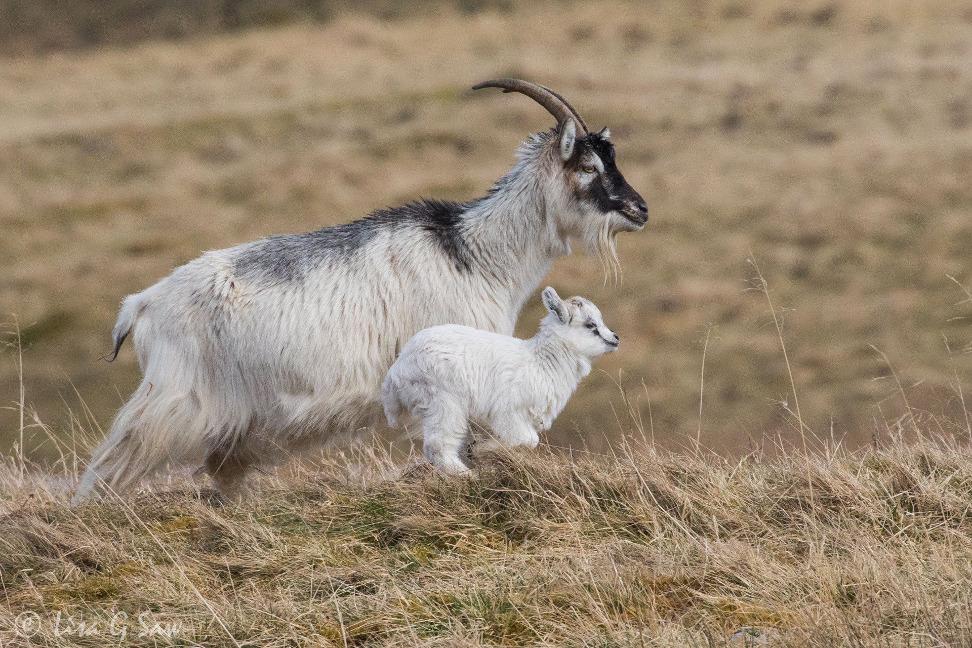 Long-Horned Mountain Goat adult and kid
