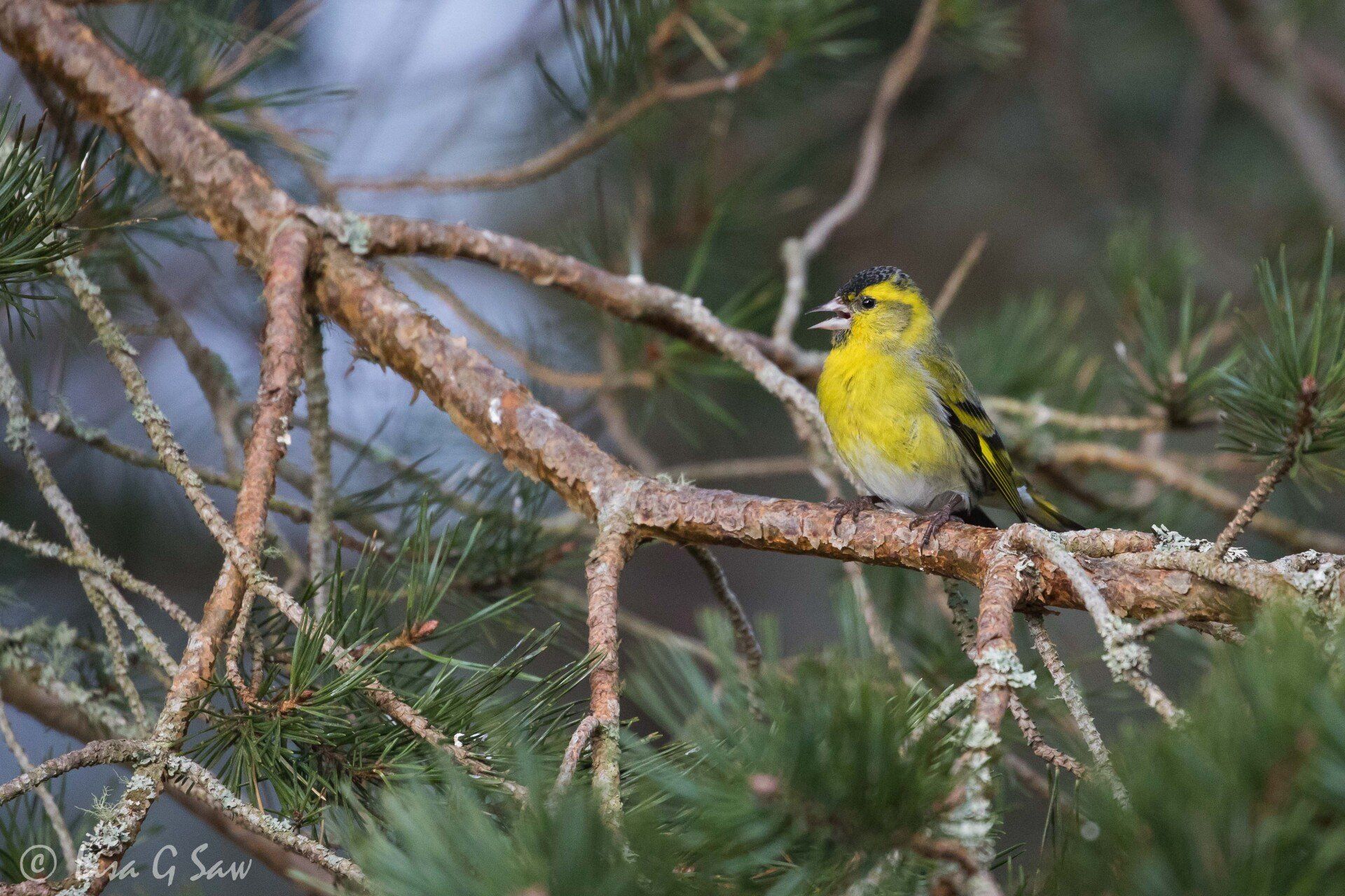 Male Siskin perched on pine tree branch beak open