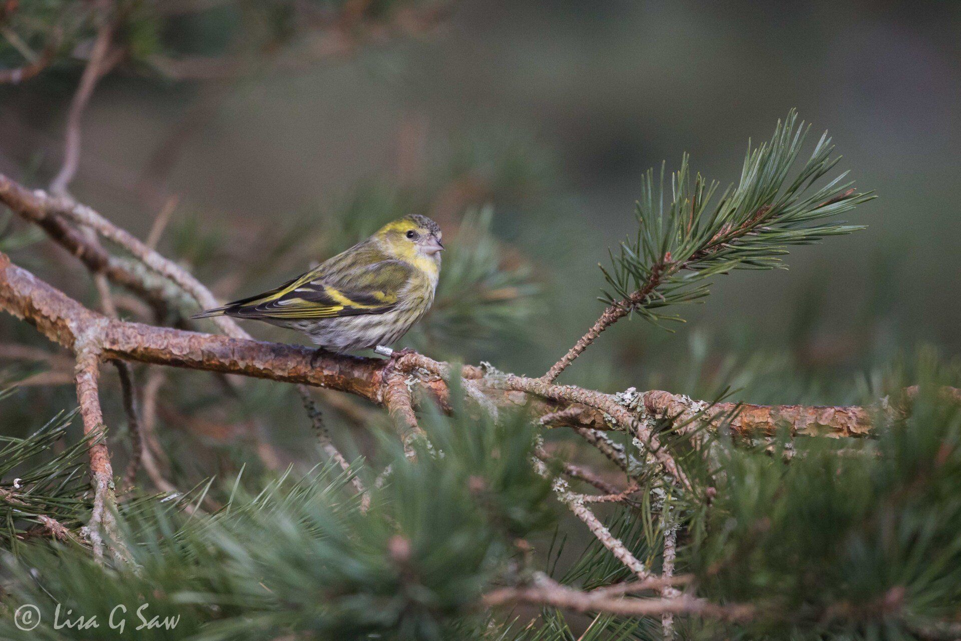 Female Siskin perched on pine tree branch with ring tag