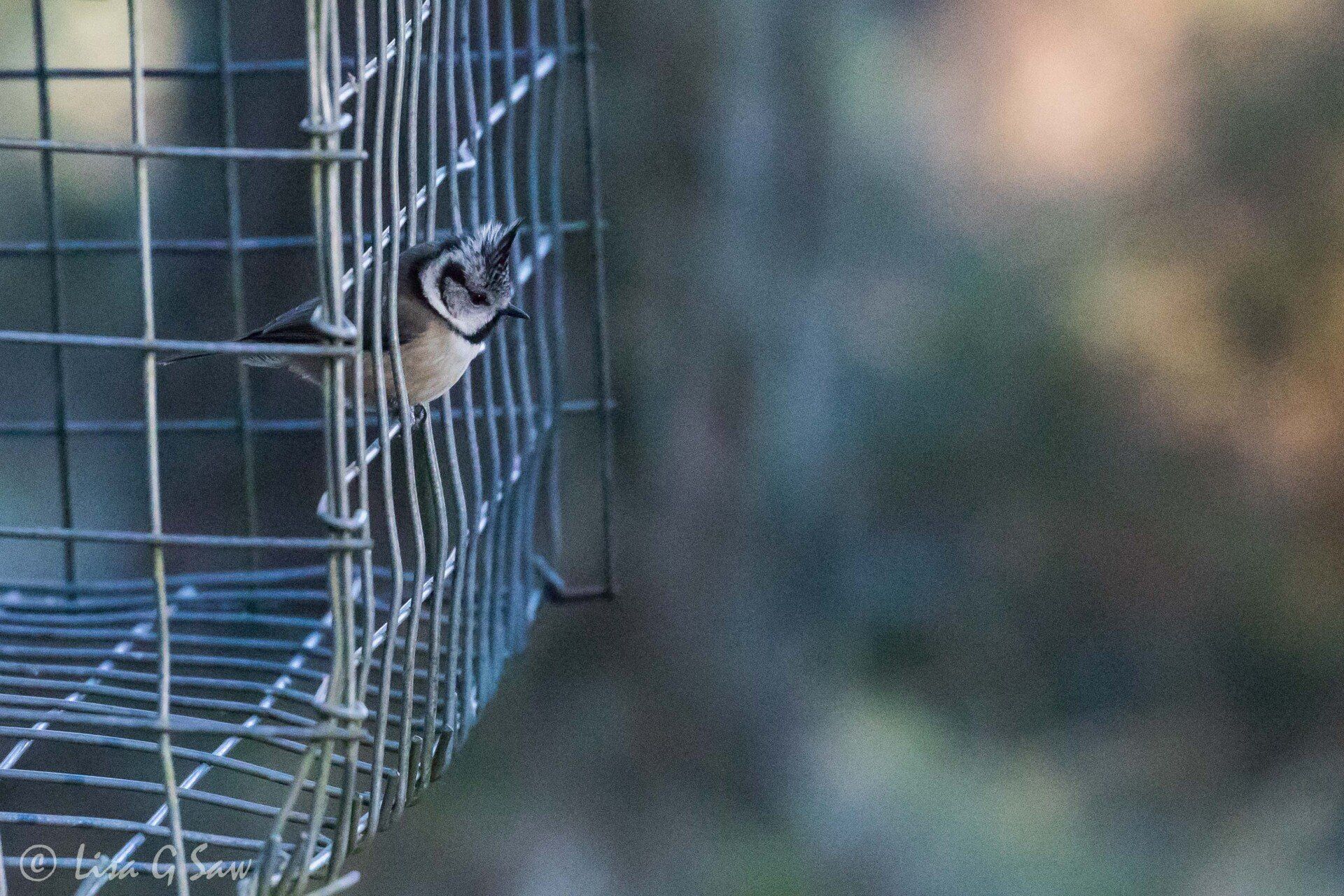 Crested Tit peering through feeder cage