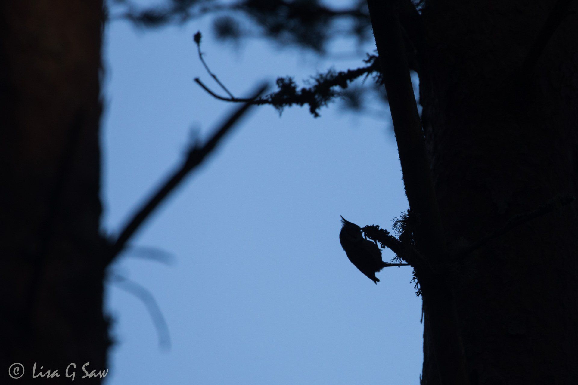 Crested Tit silhouetted on tree