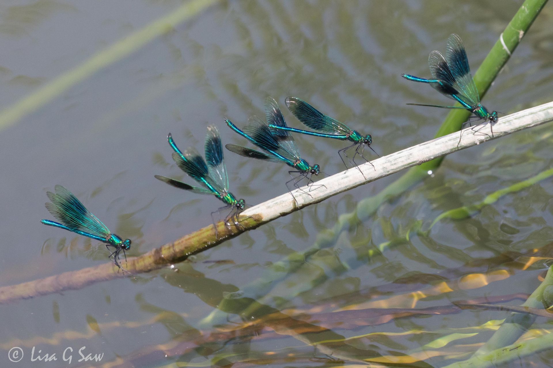 Five Male Banded Demoiselles Resting on Reed
