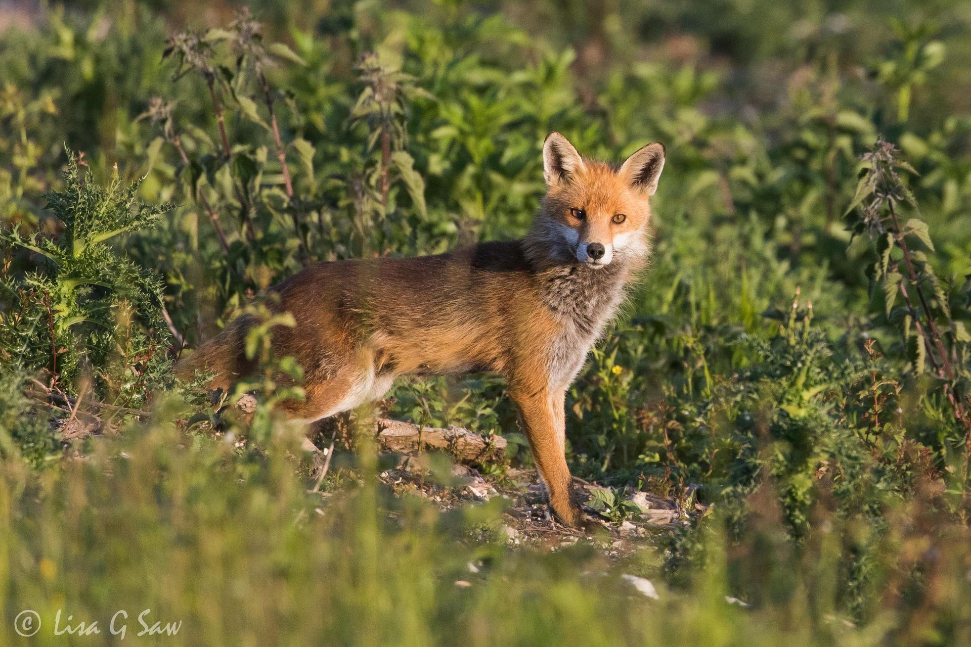 Fox hunting for dinner in evening light