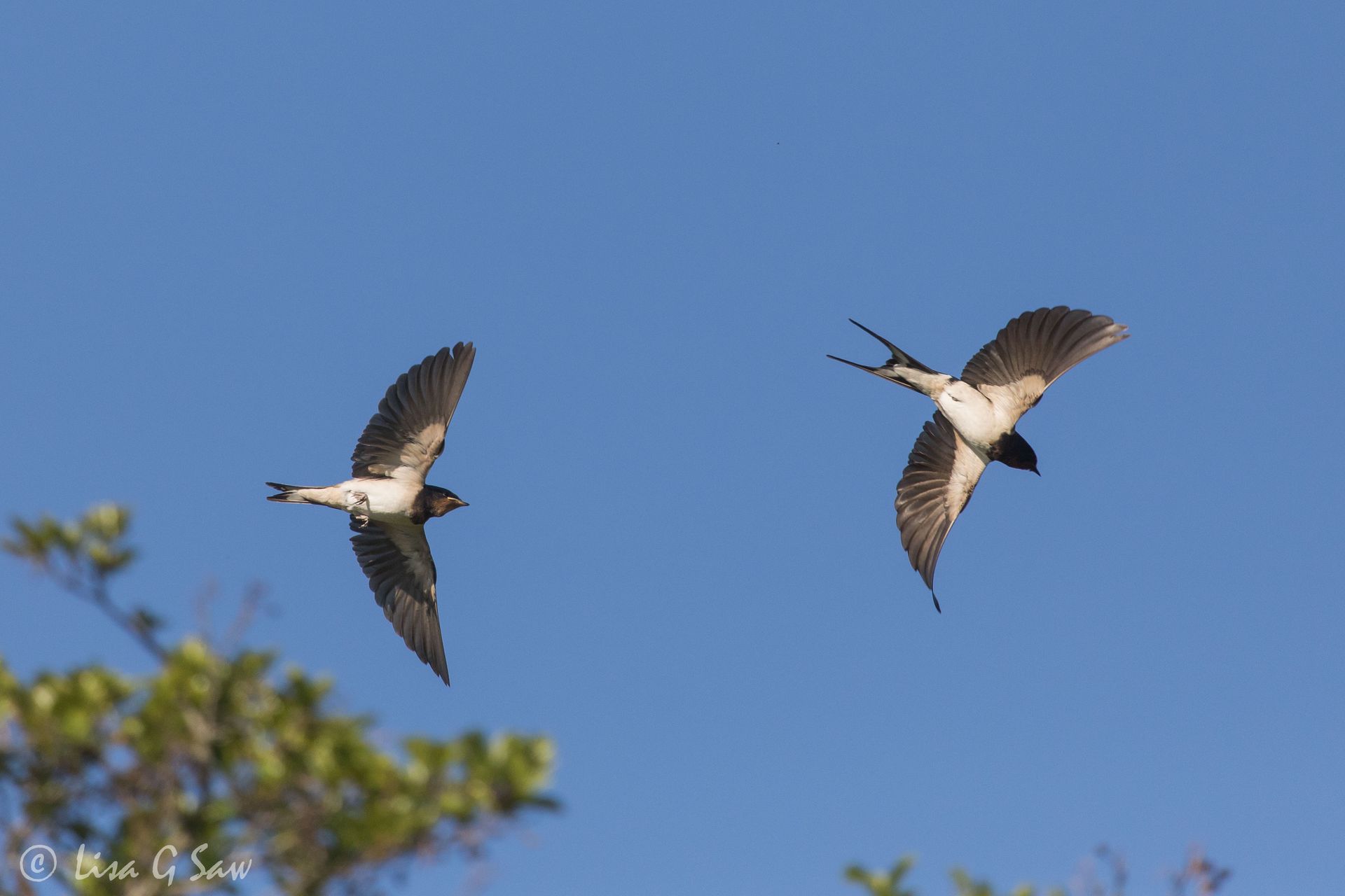 An adult and juvenile swallow flying