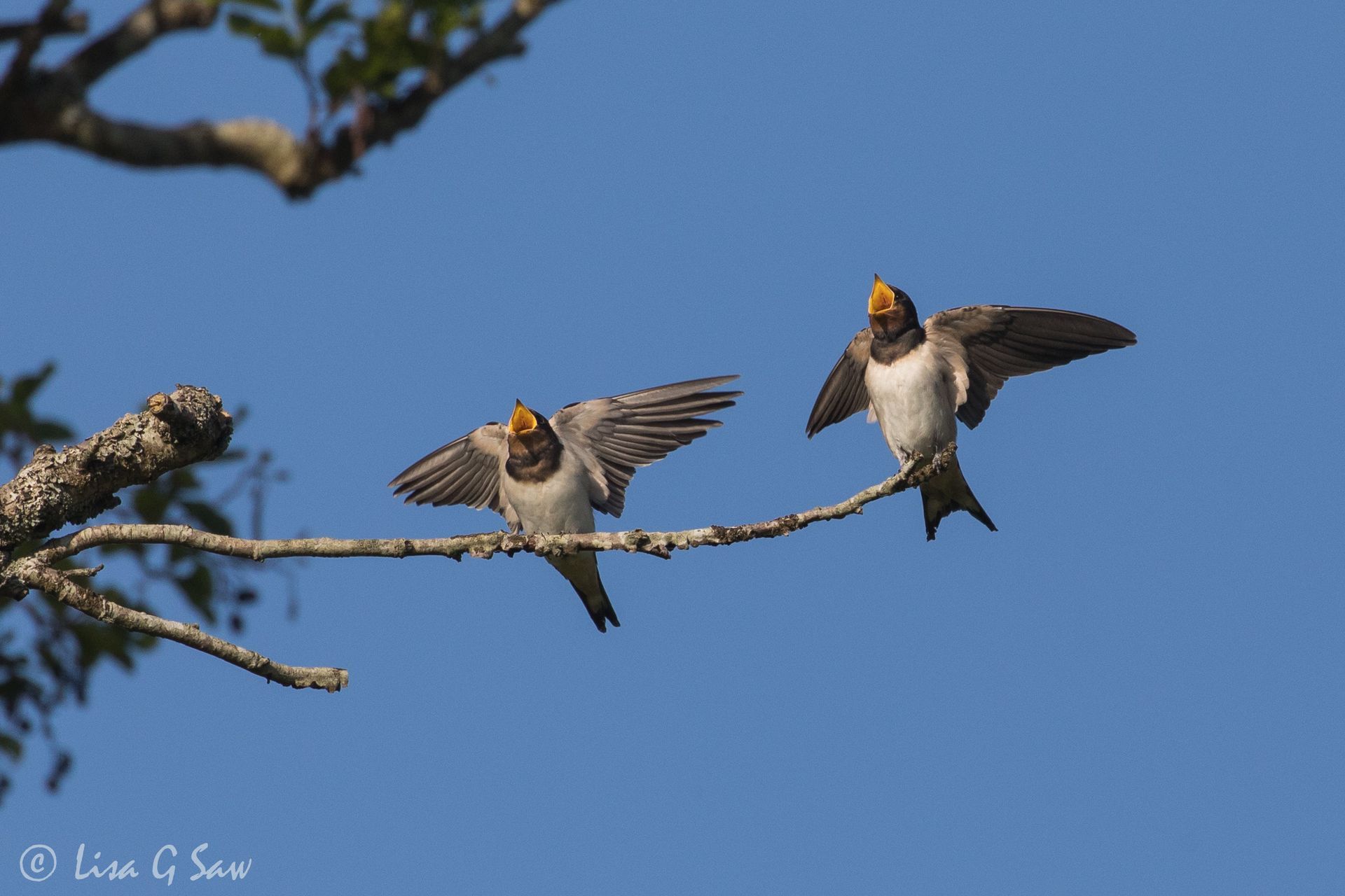 Two juvenile swallows with beaks open on branch