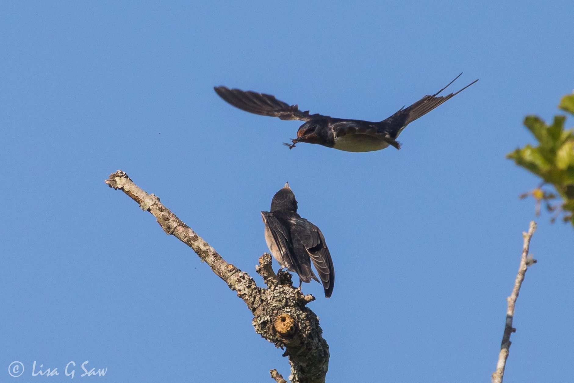 An adult swallow with insect in beak about to feed juvenile