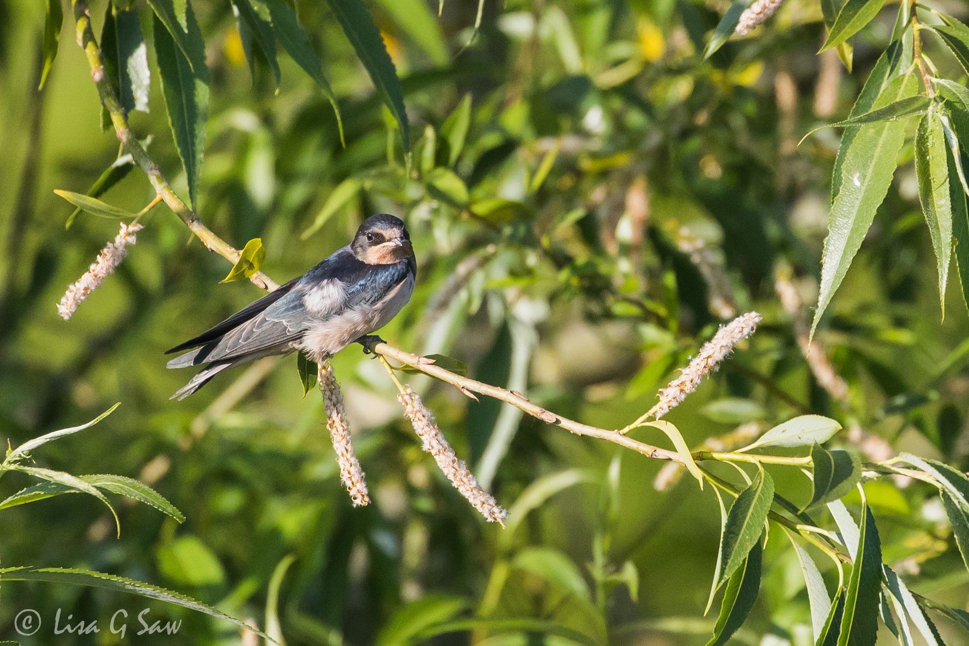 Juvenile Swallow perching near river