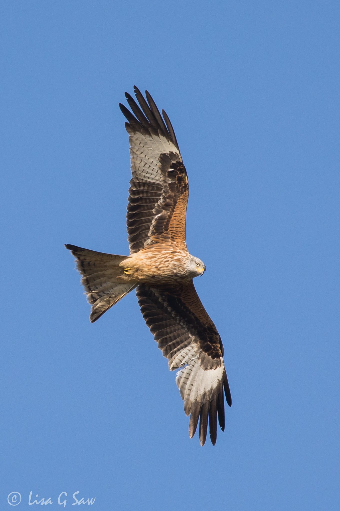 Red Kite flying above the South Downs