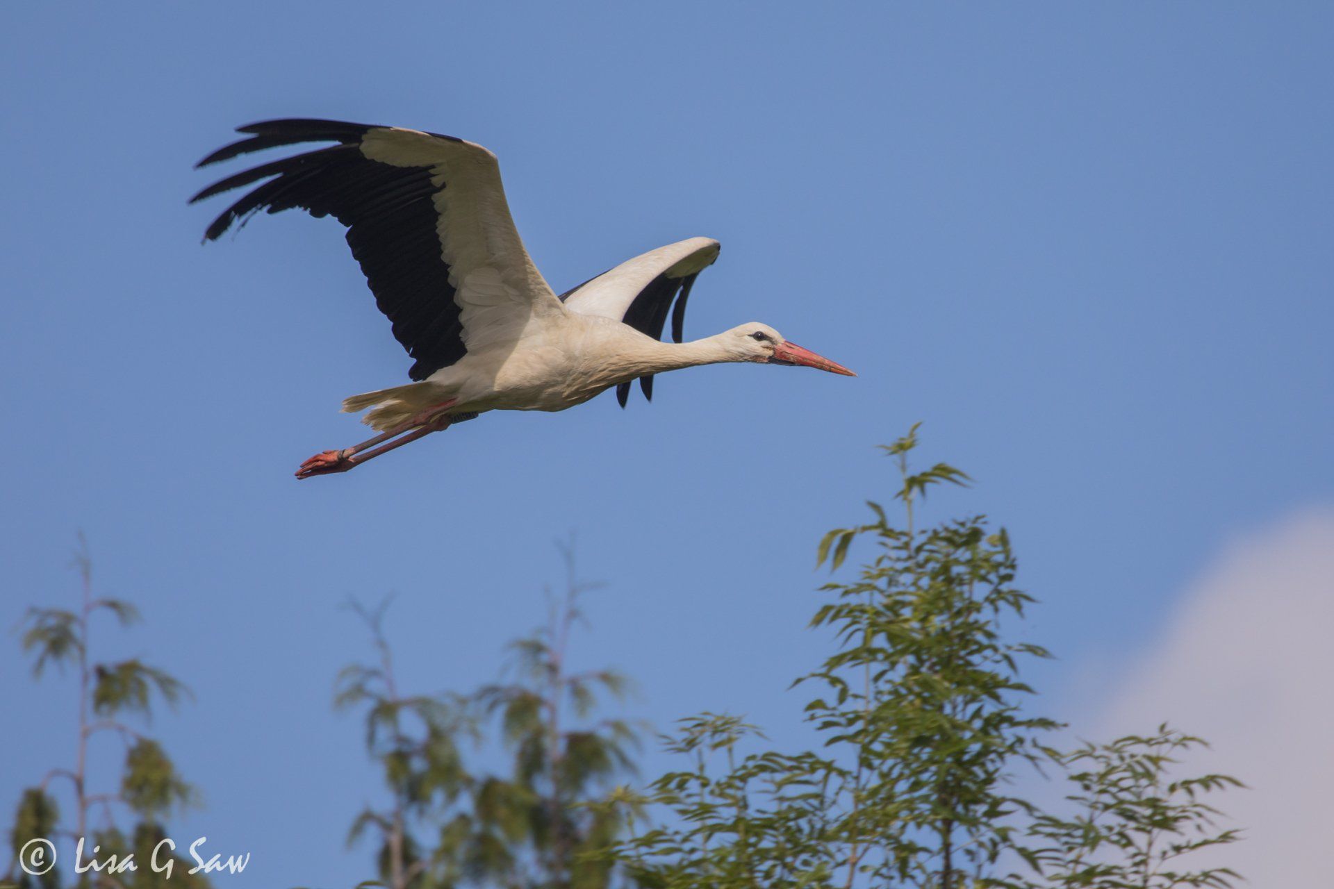 Adult White Stork flying above tree tops