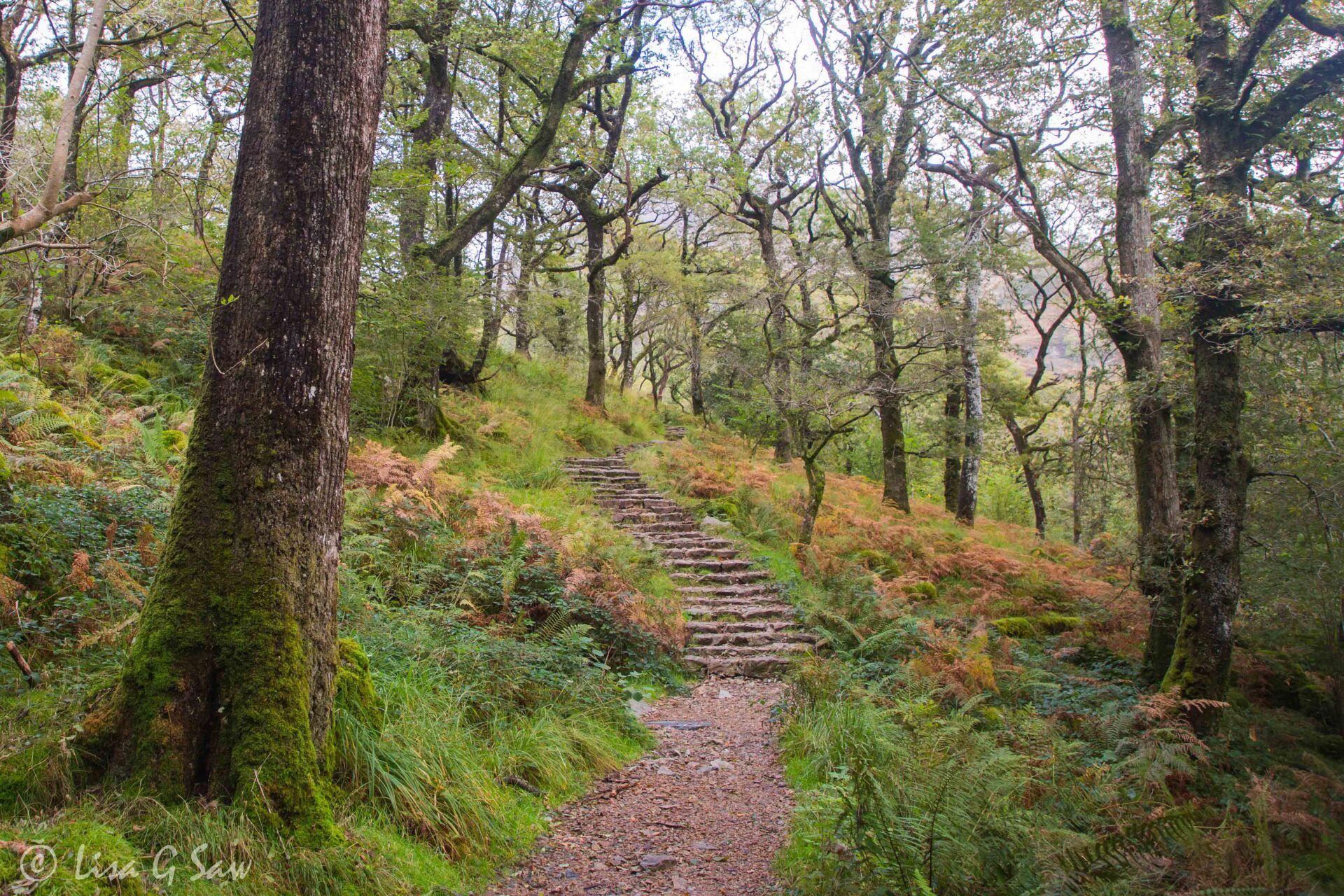 Path and steps through woodland in Snowdonia National Park