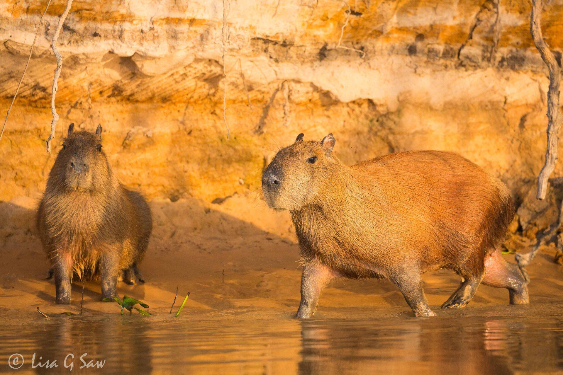 Two adult Capybaras in the golden morning light