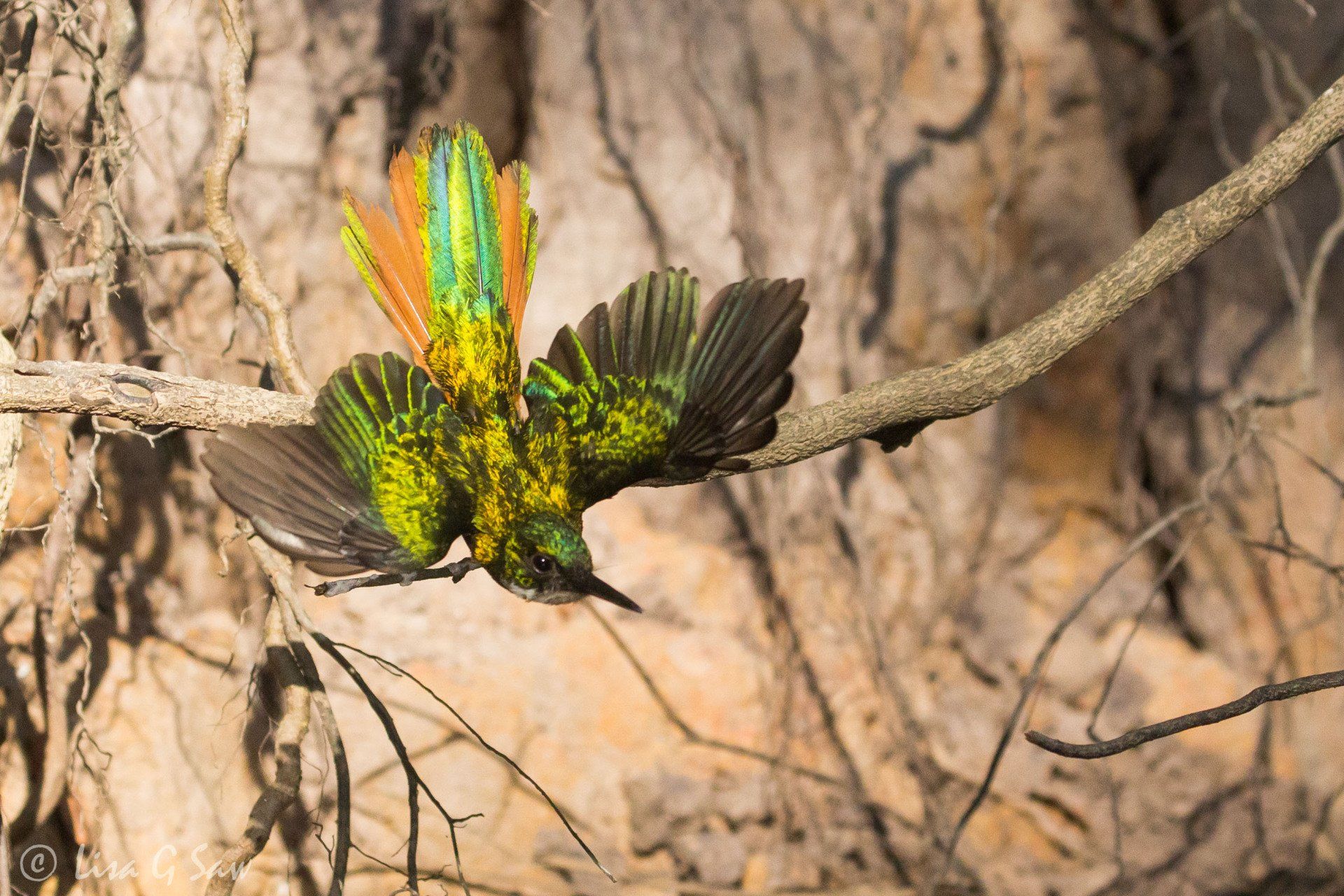 Rufous-Tailed Jacamar flying down off perch