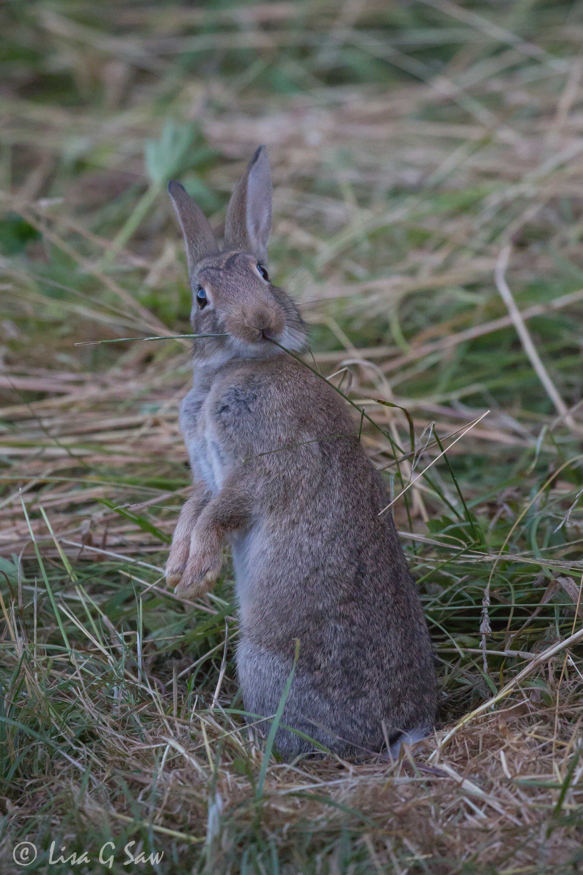 Rabbit sitting upright eating blade of grass