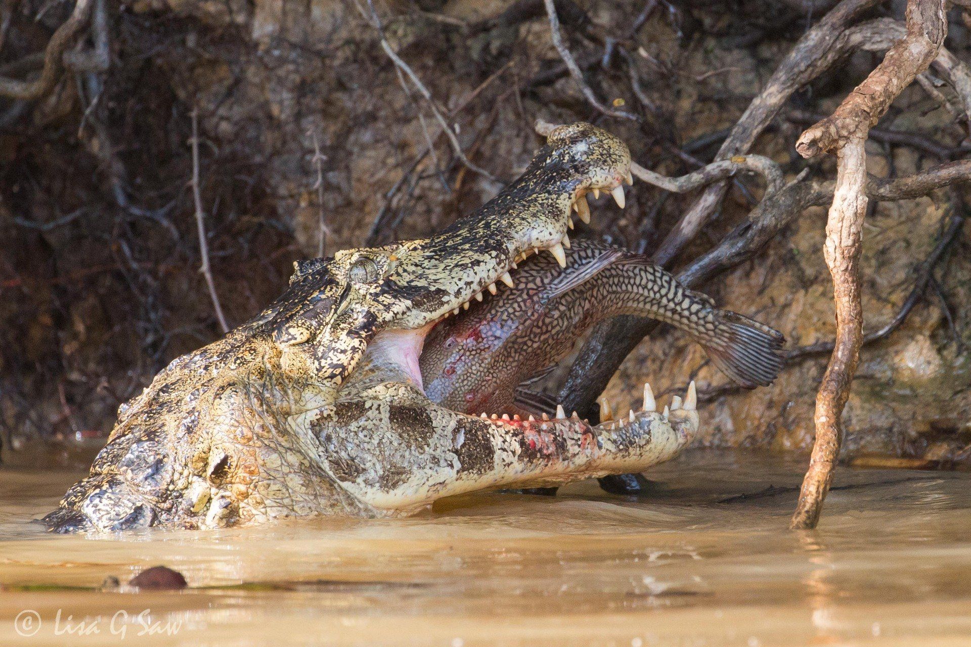 Yacare Caiman with Catfish in open mouth