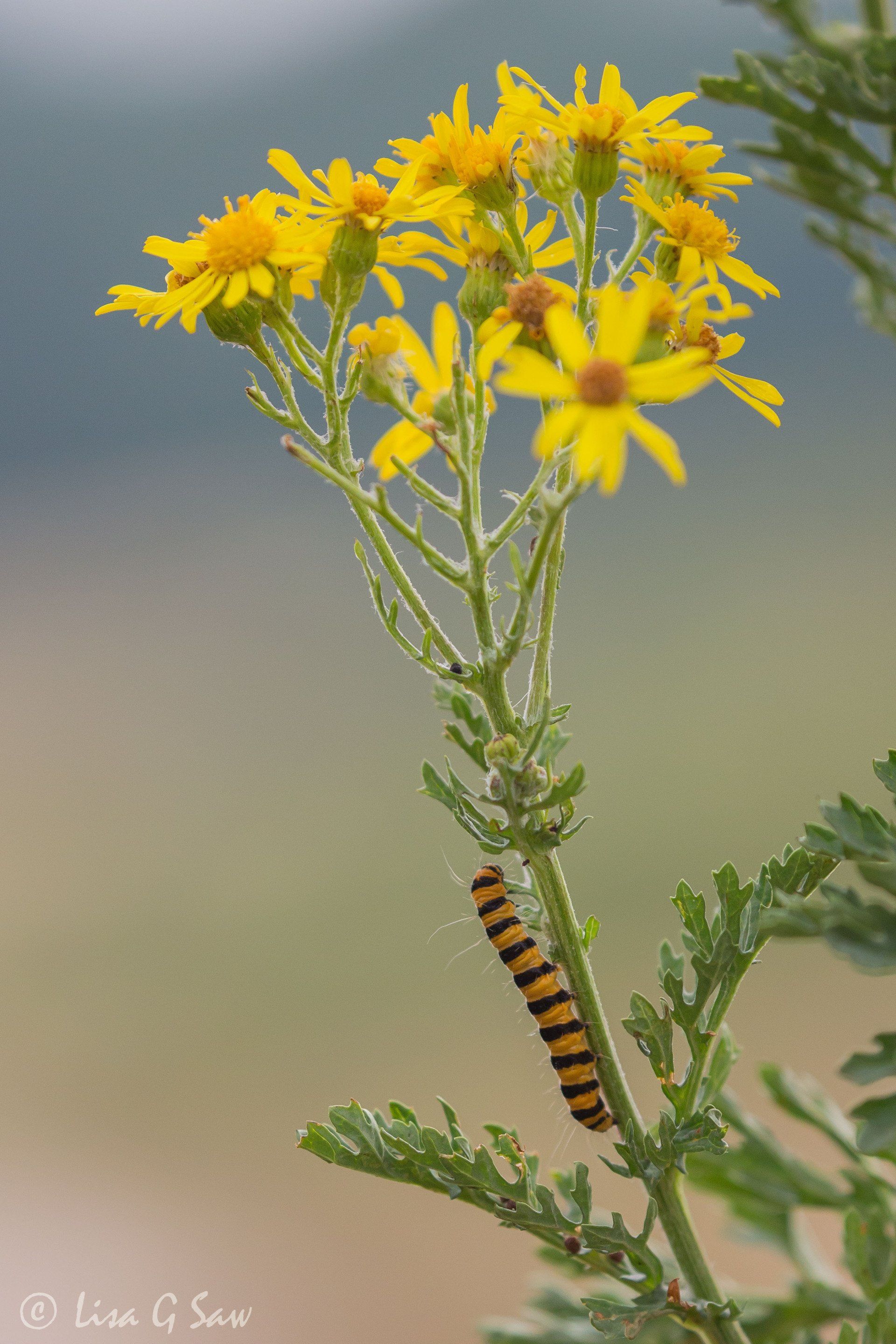 Cinnabar Moth caterpillar on Ragwort