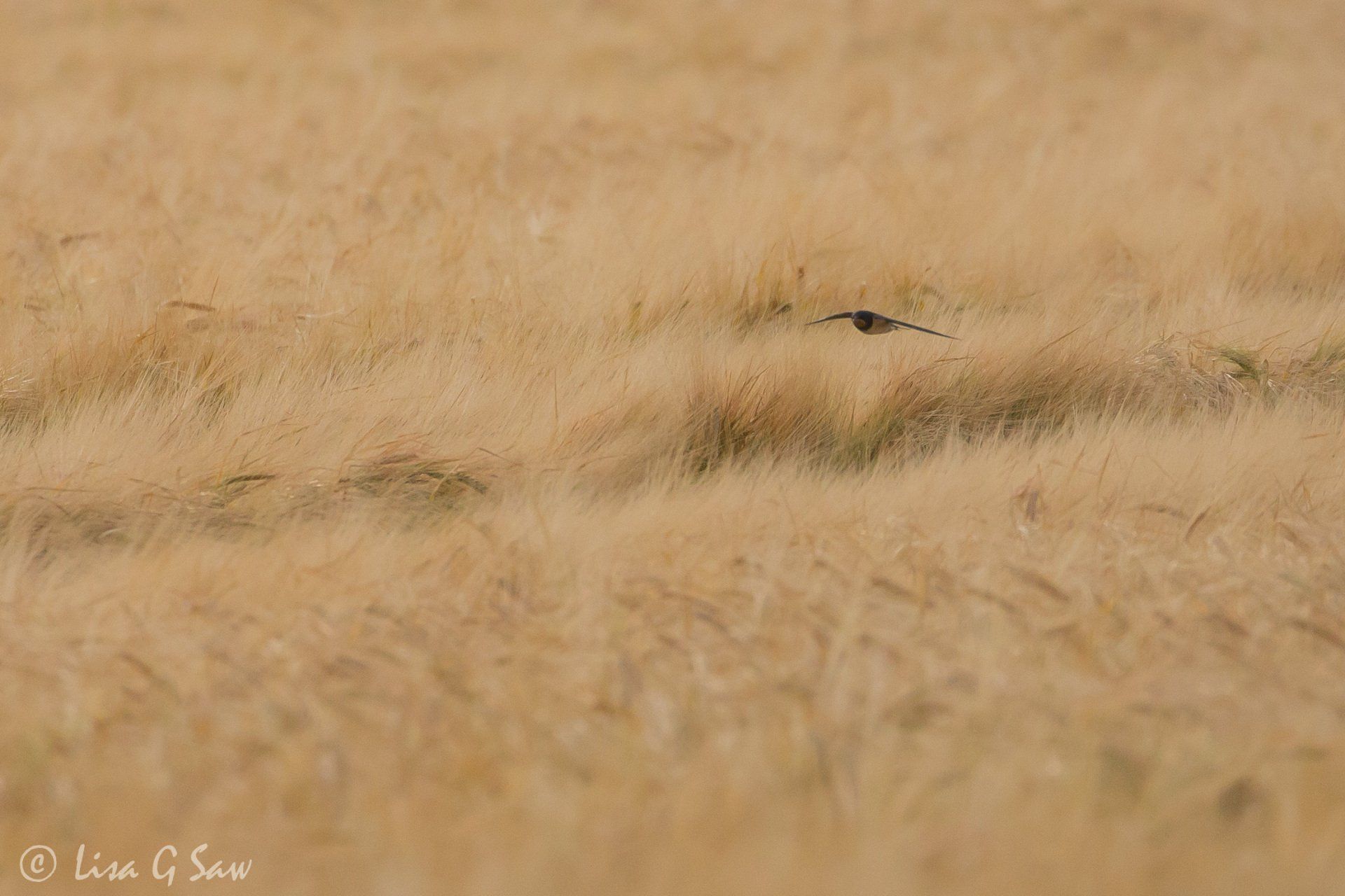 Swallow flying low over golden coloured field