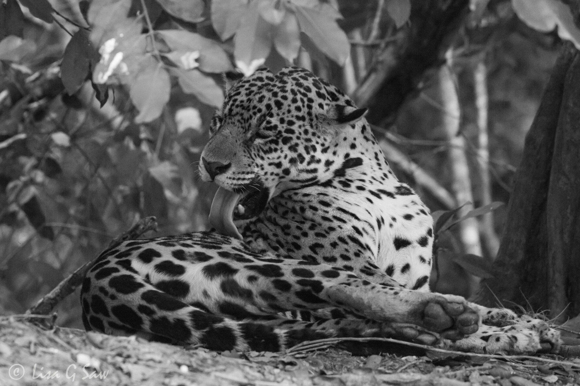 Jaguar licking its fur (black and white)