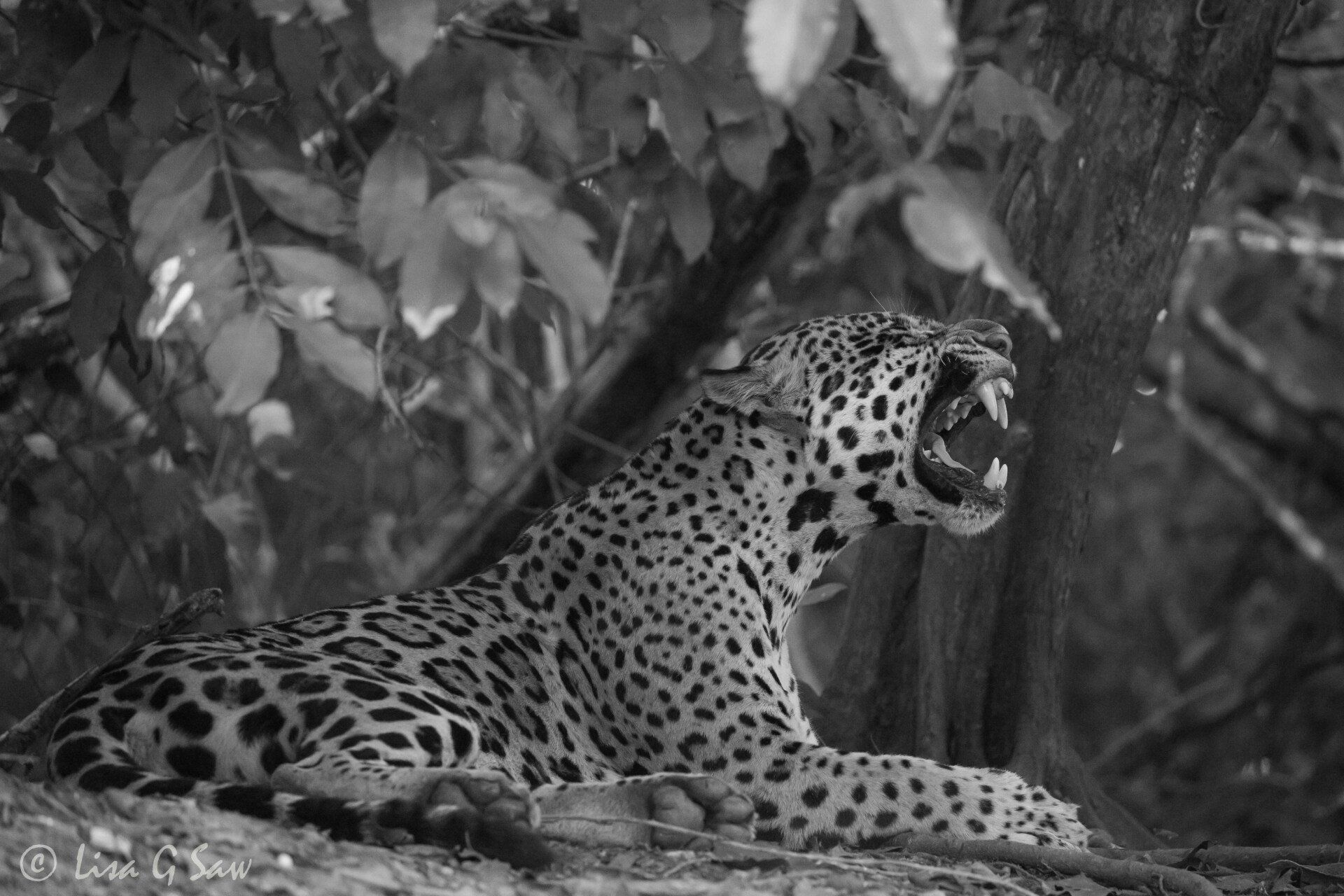Jaguar yawning, baring teeth (black and white)