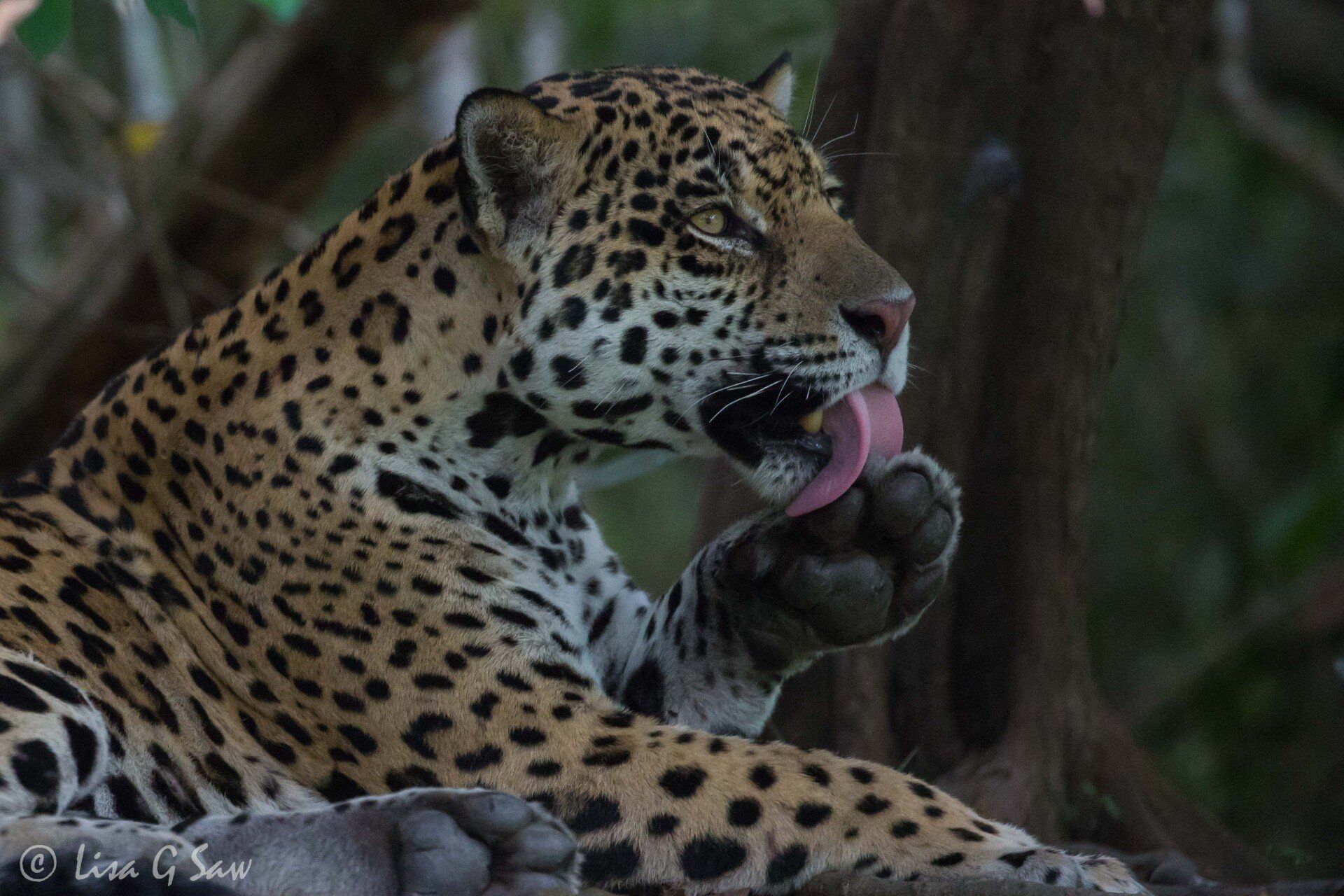 Jaguar licking its paw