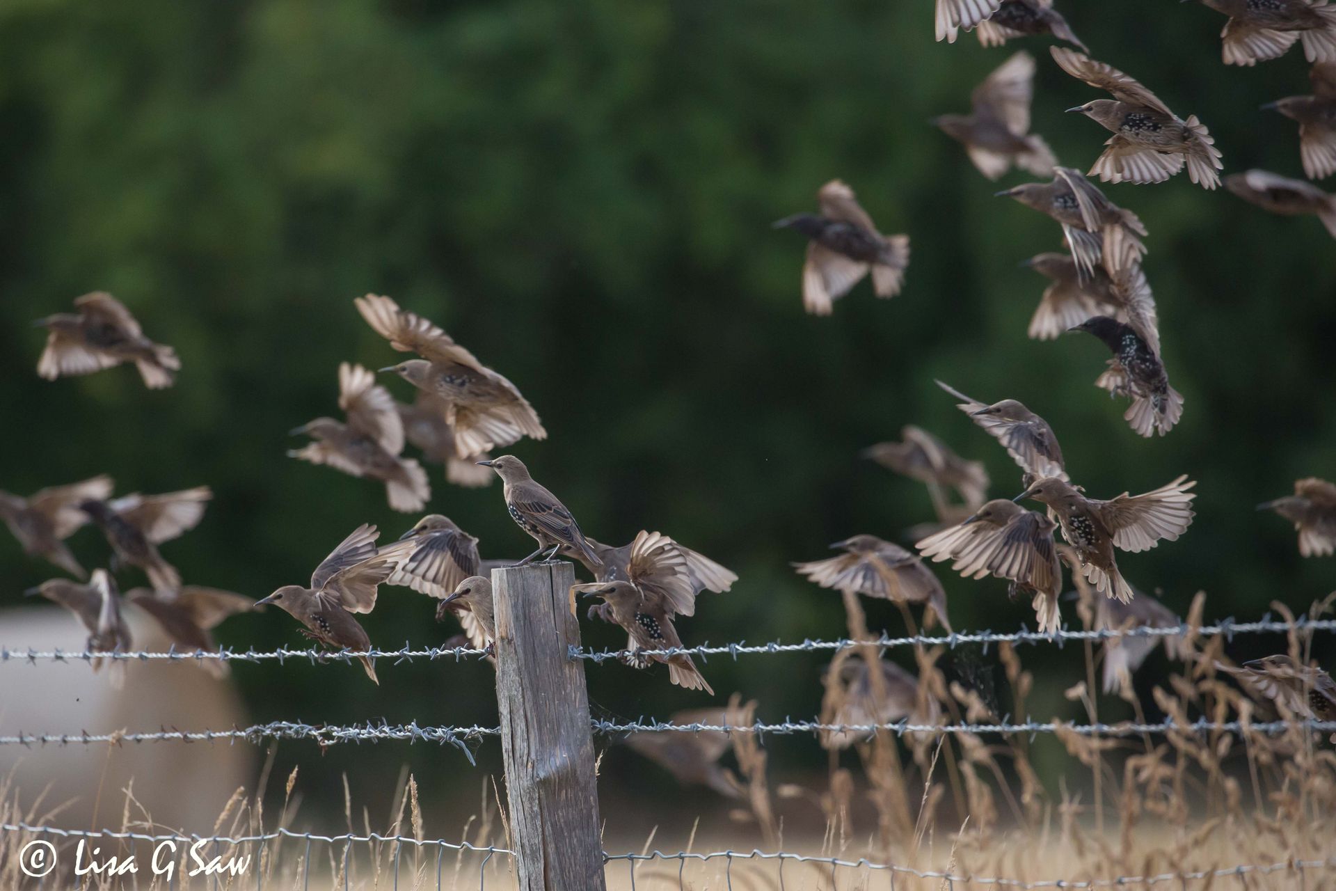 Juvenile Starlings coming in to land on a fence