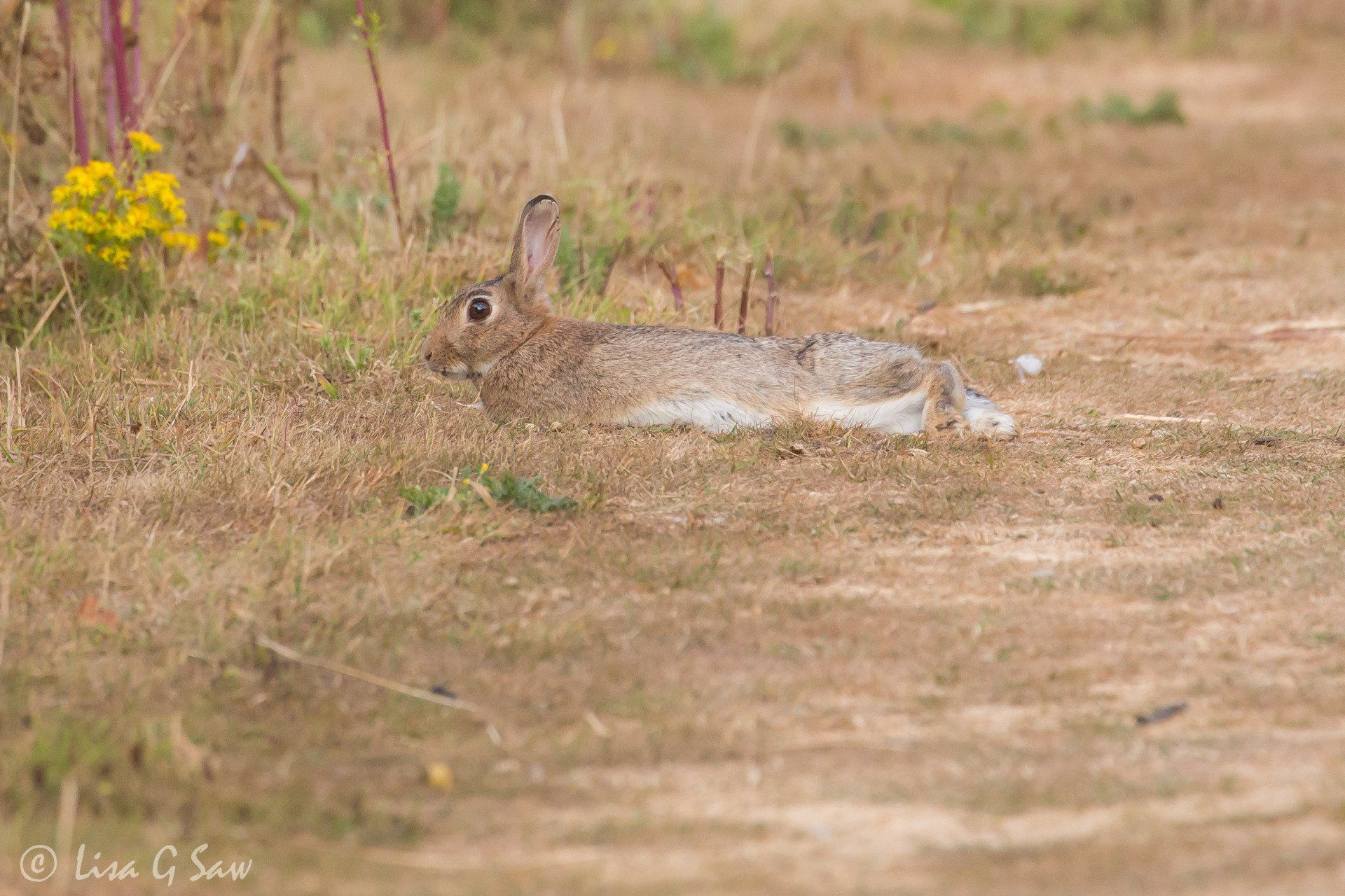 Relaxed rabbit lying on the ground