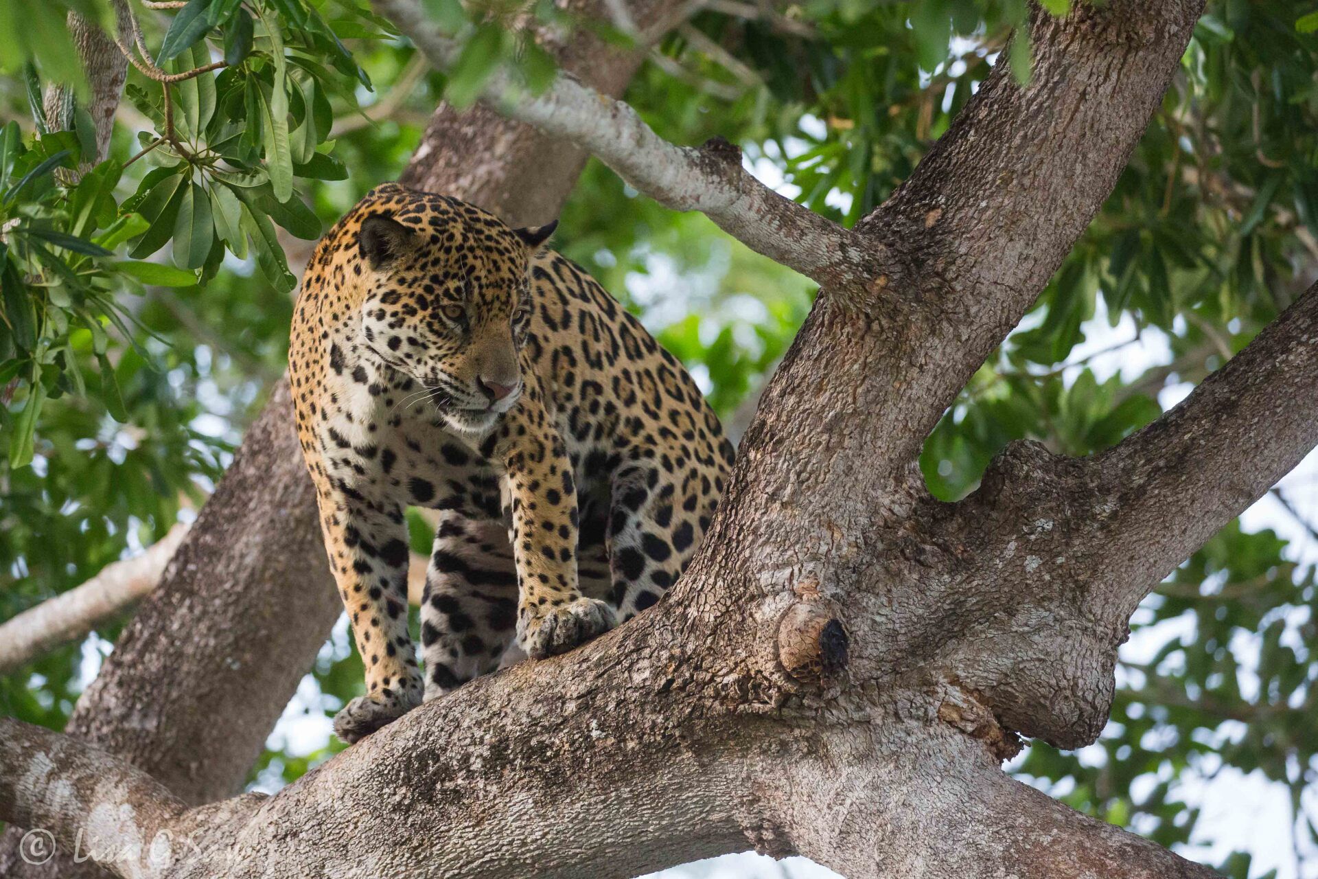 Jaguar looking down from a tree