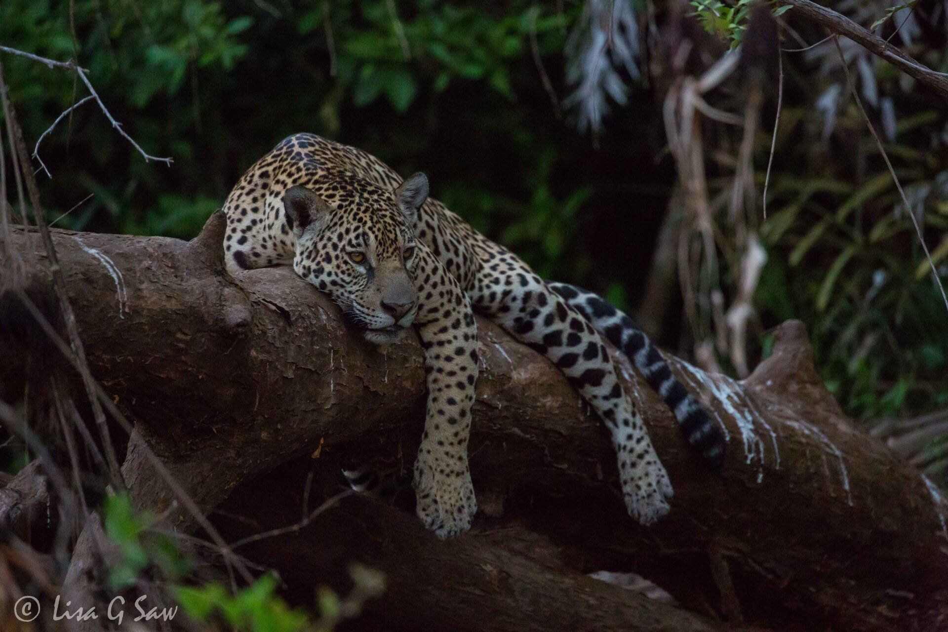 Jaguar lying down with legs draped over tree trunk