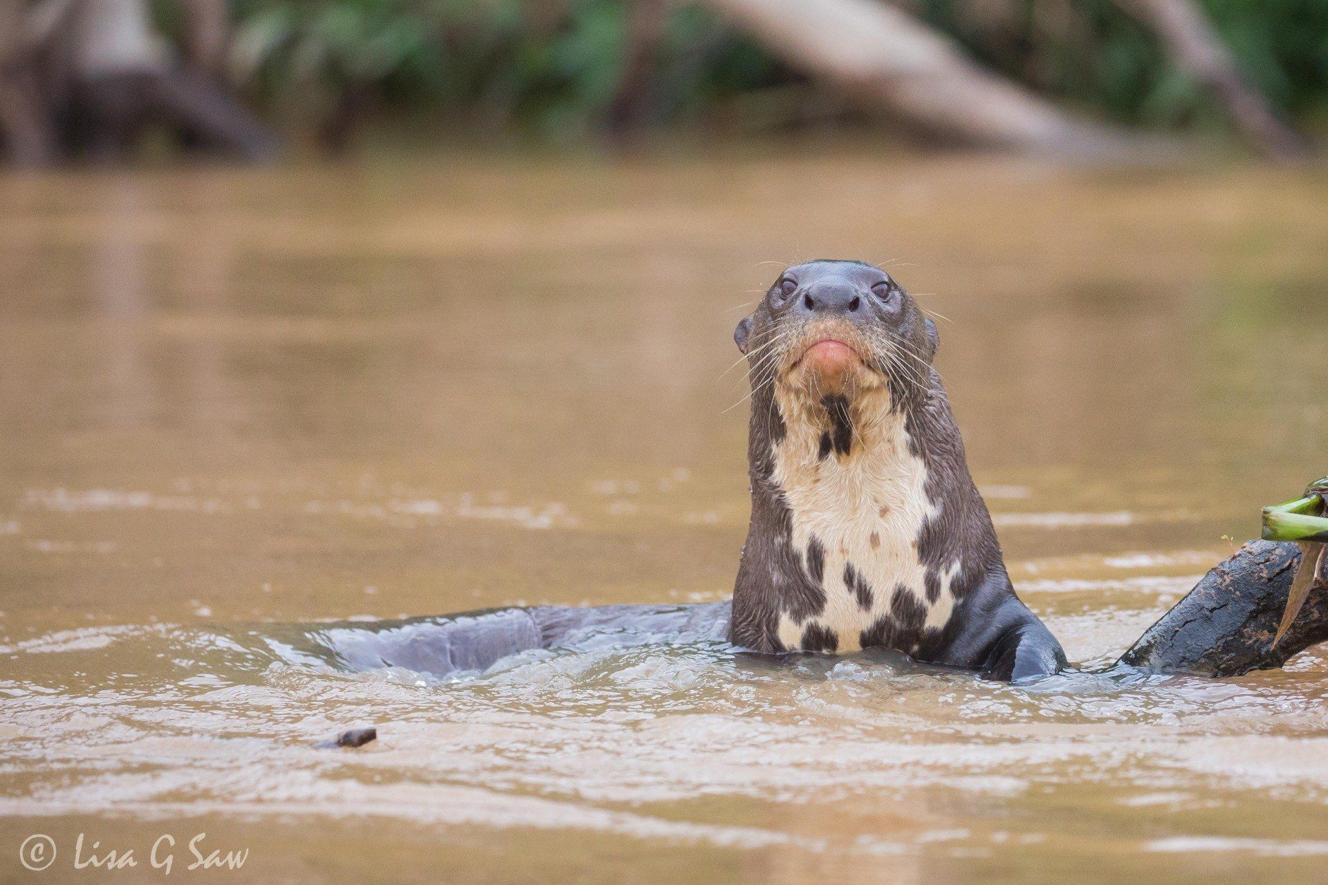 Giant River Otter with head out of water