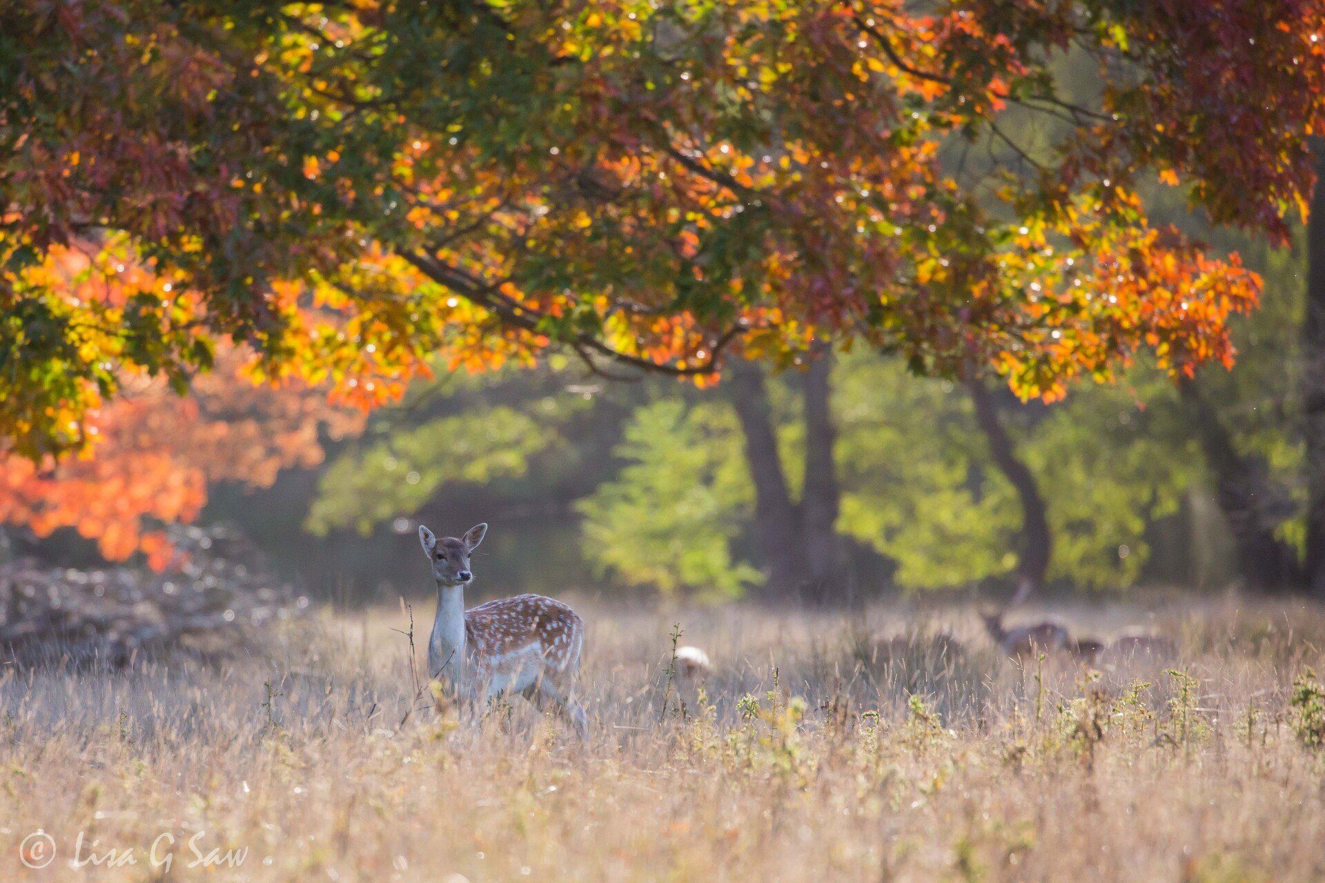 Fallow Deer doe underneath tree in autumn