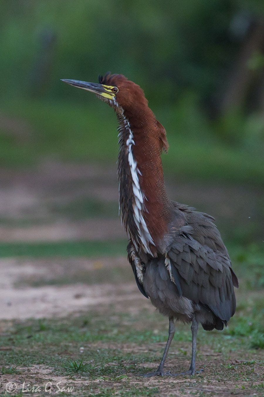 Rufescent Tiger Heron with its feathers ruffled