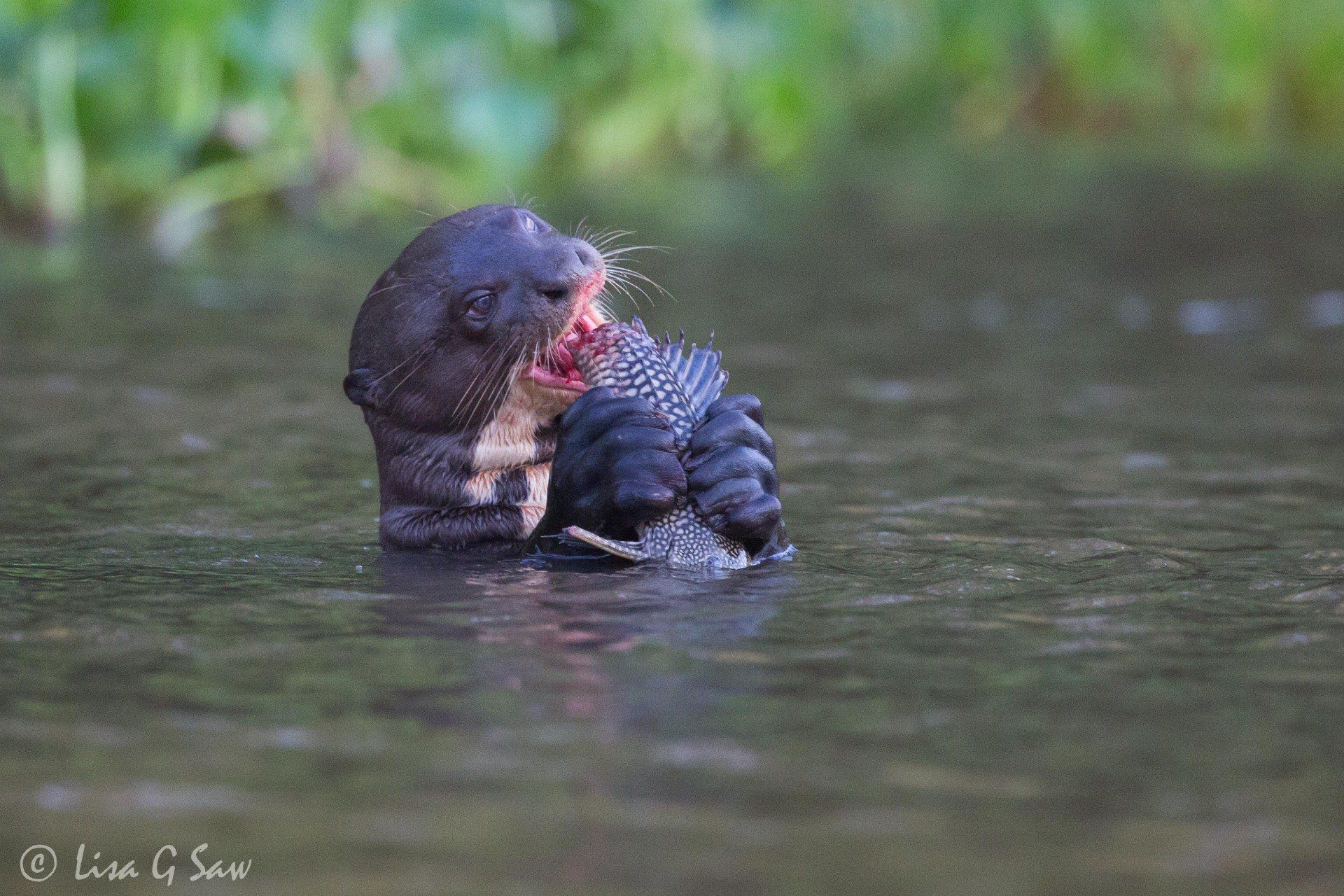 Giant River Otter eating Catfish in river