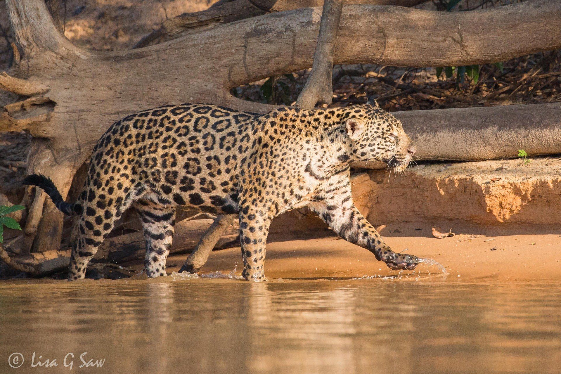Jaguars steps out of water onto sand in morning light